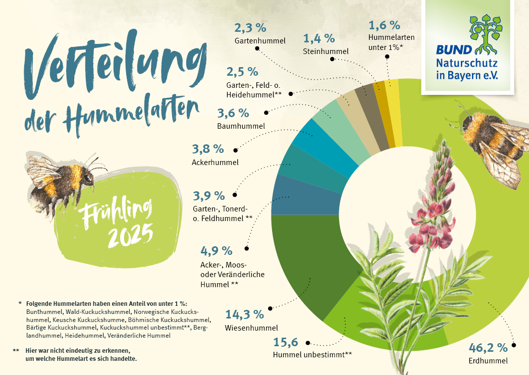 Die Grafik zeigt die prozentualen Anteile der gemeldeten Hummelarten bei der Hummel-Challenge im Frühling 2025. Die Grafik zeigt die prozentualen Anteile der gemeldeten Hummelarten bei der Hummel-Challenge im Frühling 2025.
