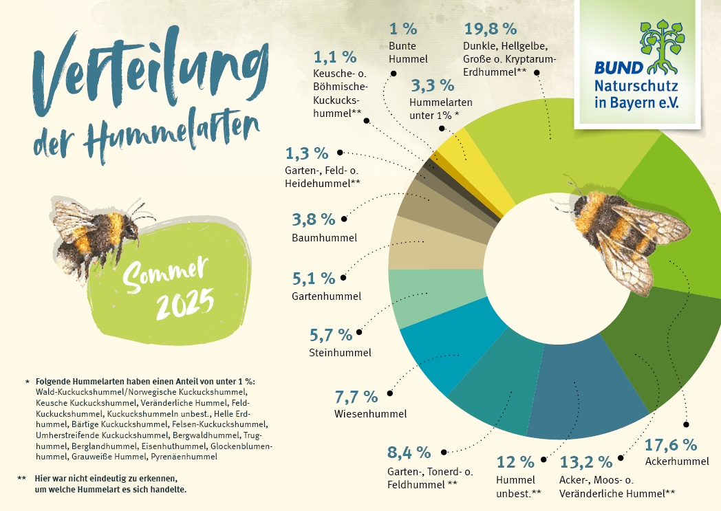 Die Grafik zeigt die prozentualen Anteile der gemeldeten Hummelarten bei der Hummel-Challenge im Juni und Juli 2025. Die Grafik zeigt die prozentualen Anteile der gemeldeten Hummelarten bei der Hummel-Challenge im Juni und Juli 2025.