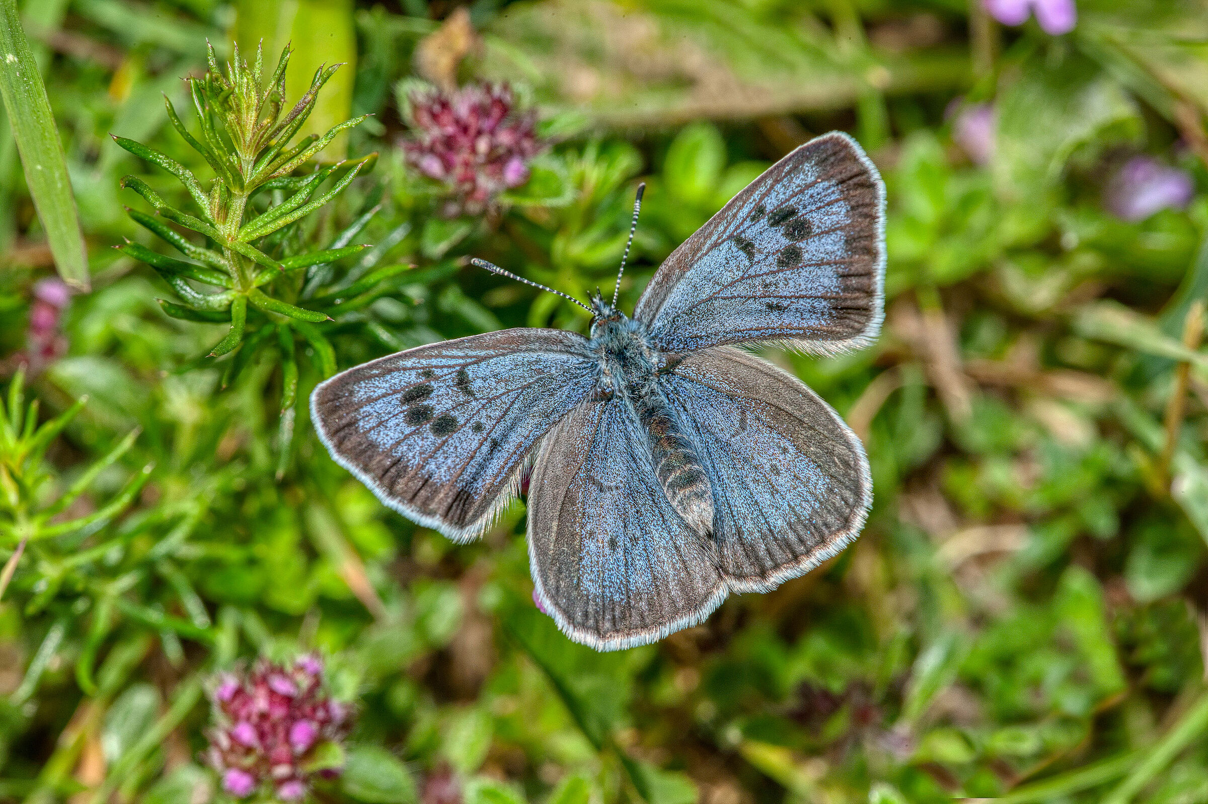 Thymian-Ameisenbläuling (Foto: Wirestock Creators/stock.adobe.com) Im Rappenalptal: Ein Thymian-Ameisenbläuling (Foto: Wirestock Creators/stock.adobe.com)