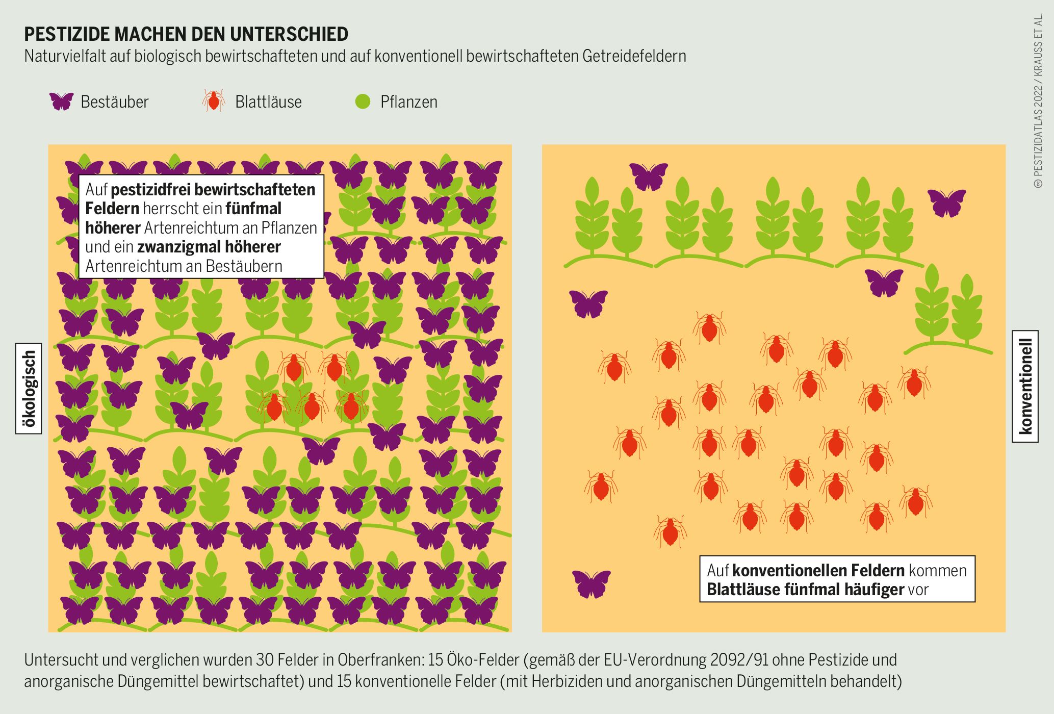 Grafik: Pestizidatlas, Eimermacher/Puchalla, CC BY 4.0, boell.de/pestizidatlas2022 Zwei Quadrate stehen für ein konventionel und ein biologisch bearbeitetes Feld. Auf dem Biofeld ist die Artenvielfalt größer, auf dem konventionellen Feld gibt es mehr Blattläuse. (Grafik: Pestizidatlas, Eimermacher/Puchalla, CC BY 4.0)