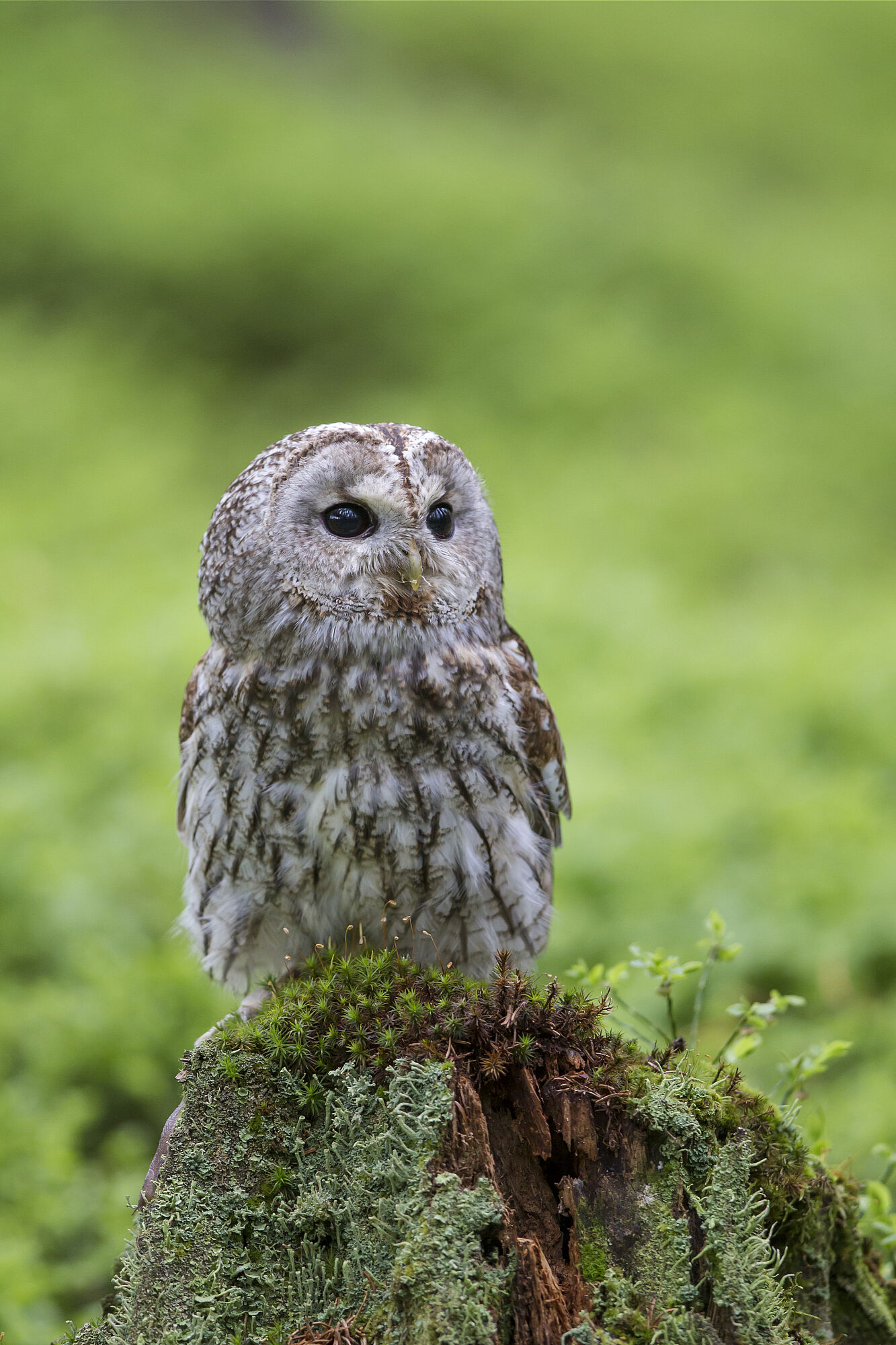 Eulen wie der Waldkauz machen Jagd auf Mäuse. (Foto: Marcus Bosch)Waldkauz (Strix aluco) (Foto: Marcus Bosch) Ein Waldkauz sitzt auf einem moosbewachsenen Baumstumpf. Er gehört zu den potenziellen Fressfeinden der Waldbirkenmaus (Foto: Marcus Bosch)