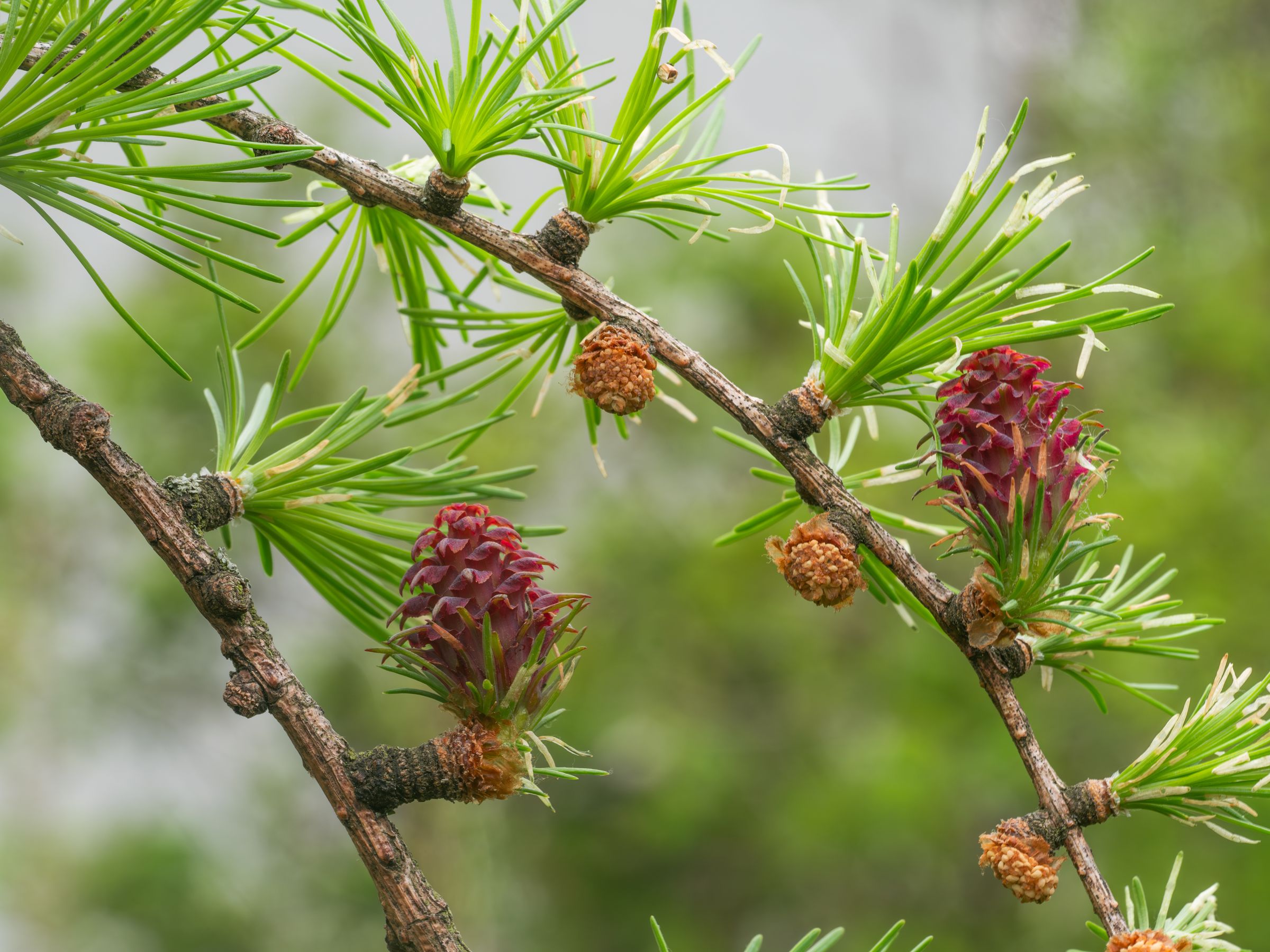 Europäische Lärche, Foto: goldi59/stock.adobe.com