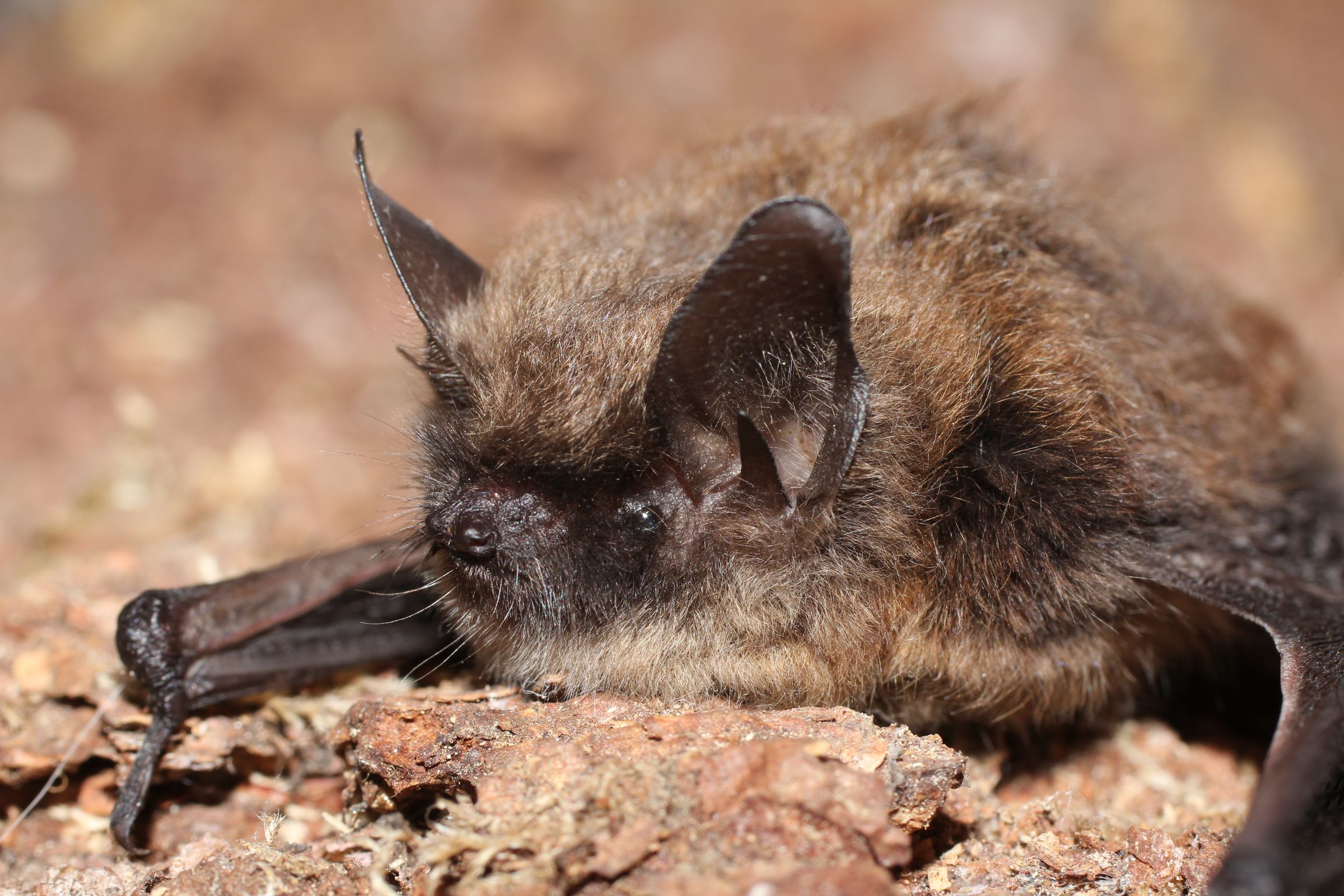 Kleine Bartfledermaus, Foto: Andreas Zahn