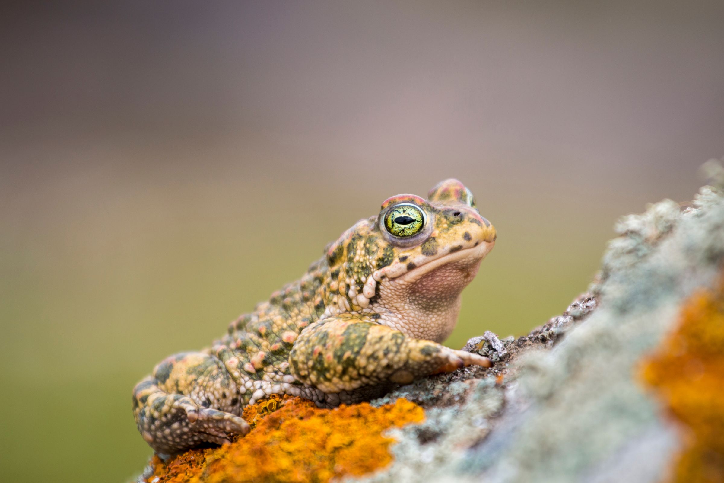 Kreuzkröte, Bild: Mauro Rodriguez/stock.adobe.com