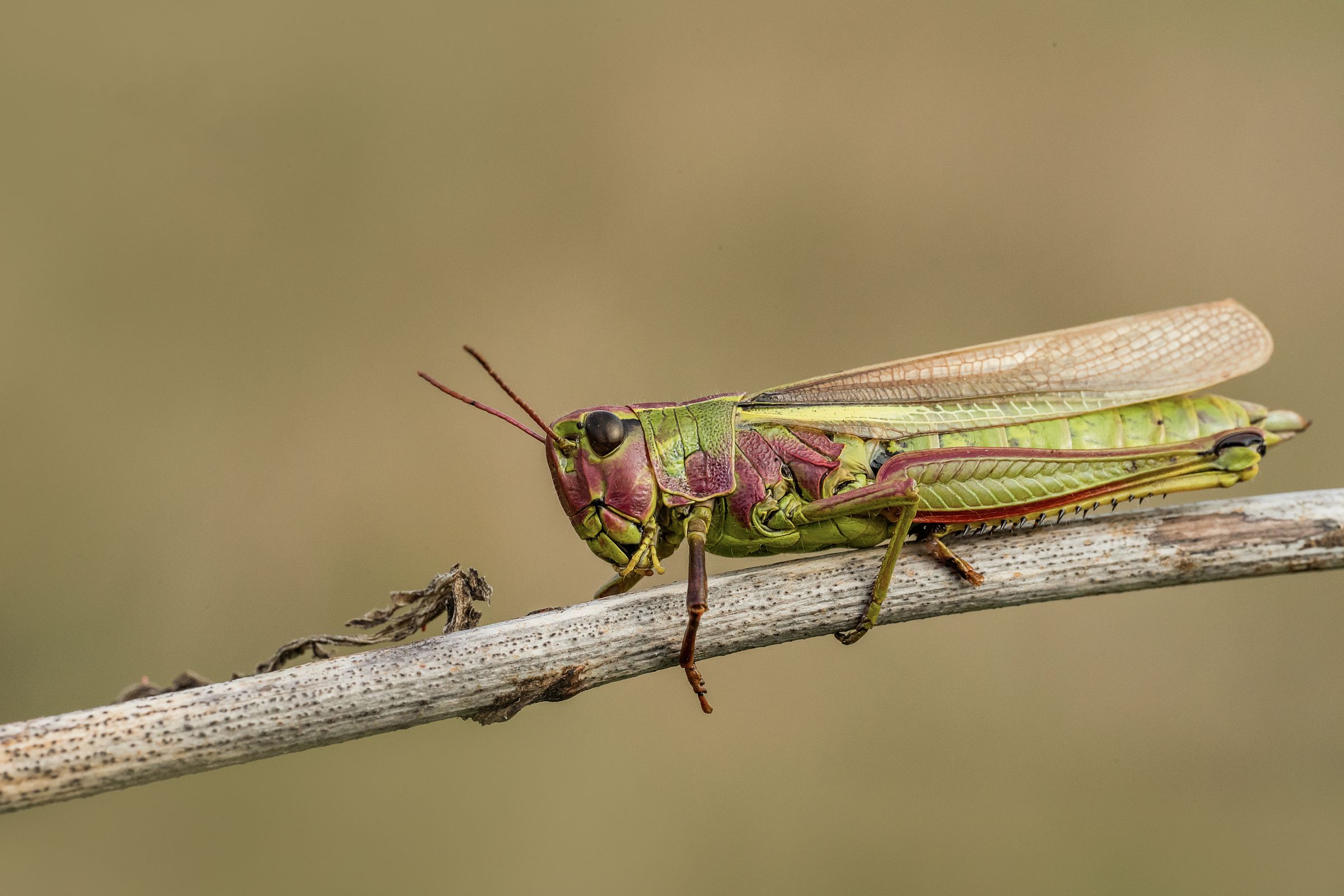 Sumpfschrecke, Foto: Sanczo/stock.adobe.com
