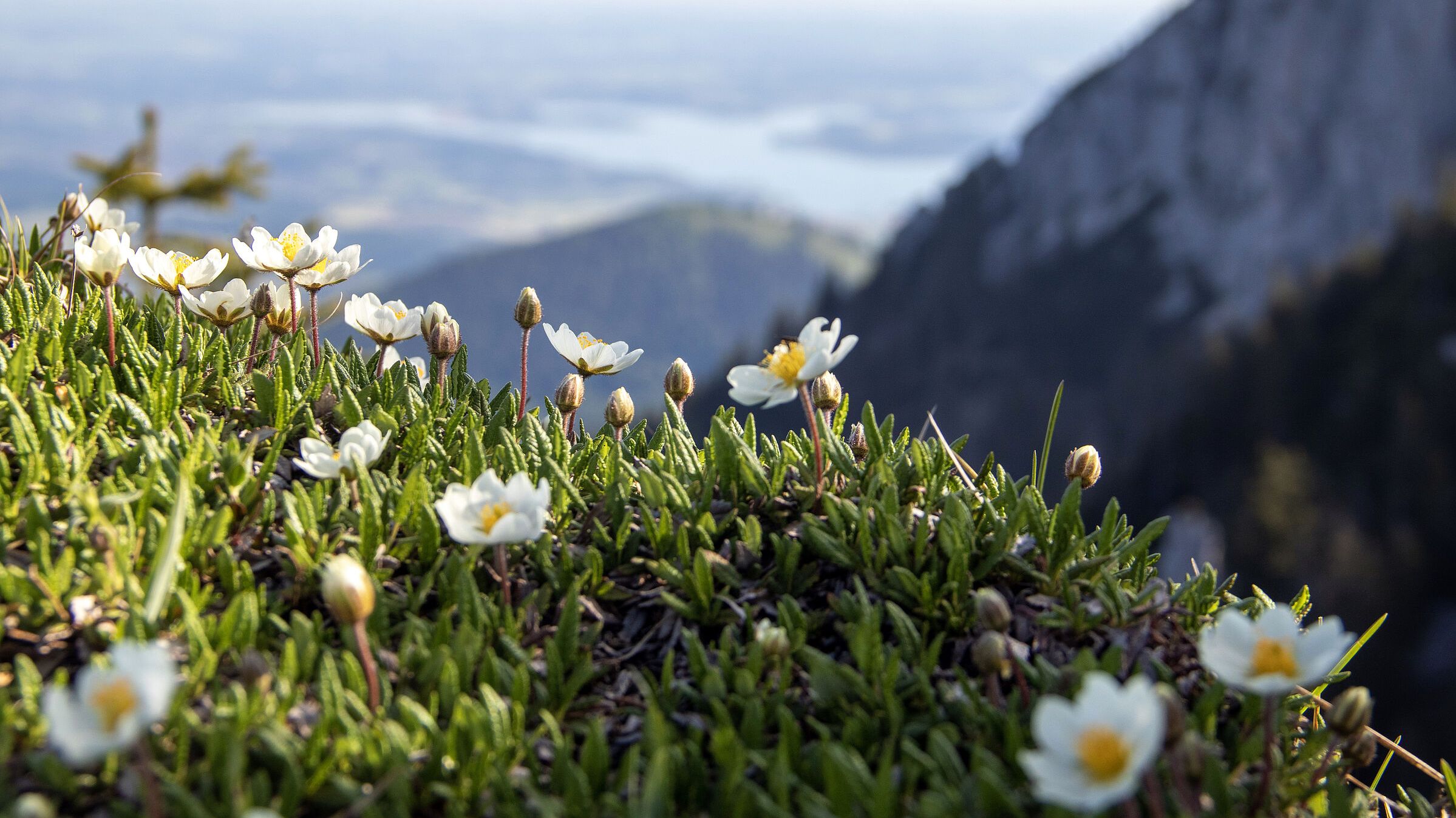 Weiße Silberwurz (Foto: Sonja Kreil) Die Blütenvielfalt von Alpenpflanzen im Vordergrund – hier die Weiße Silberwurz –, im Hintergrund das Chiemgau in blauem Dunst (Foto: Sonja Kreil)