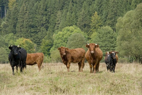 Foto: Thomas Stephan Vier braune und ein schwarzes Rind auf einer von Bäumen gesäumten Weide (Foto: Thomas Stephan)