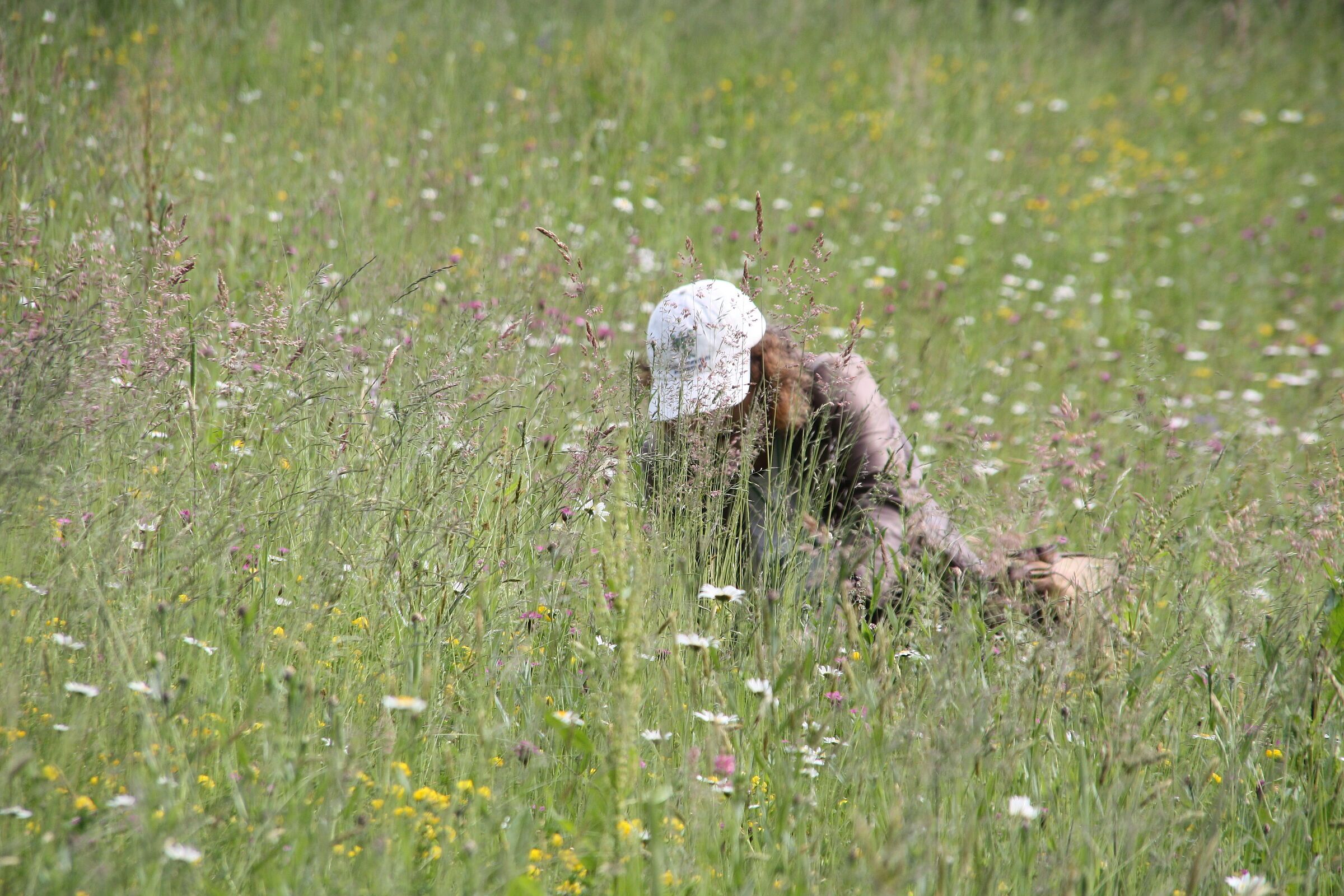 Eine BN-Spezialistin bei der Kartierung einer Wildblumenwiese (Foto: Rott/BN) Eine Frau mit BUND-Naturschutz-Kappe auf dem Kopf kniet in einer blumenreichen Wiese und bestimmt Wildblumen. Der ehrenamtliche und verbandliche Artenschutz ist eine wesentliche Größe beim Ringen um die biologische Vielfalt.