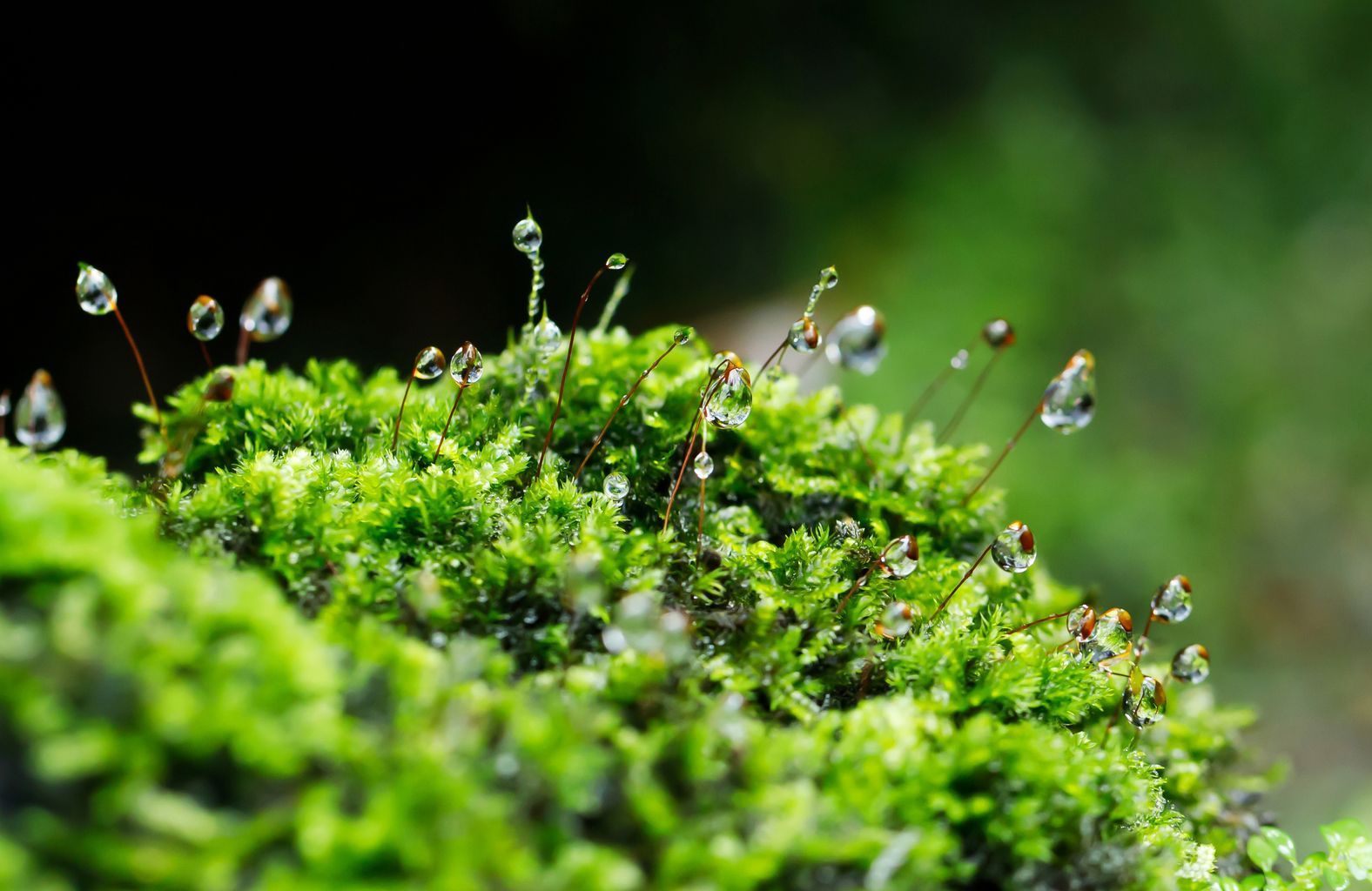 Moos, Foto: methaphum/stock.adobe.com