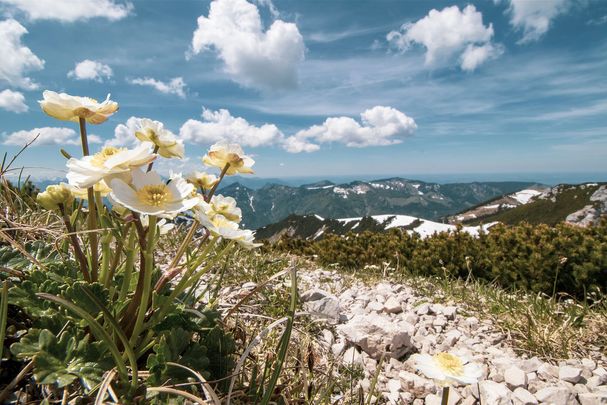 Foto: Sonja Kreil Natura 2000: Ein weiß-gelbe Blume auf dem Gipfel des oberbayerischen Geigelsteins. Im Hintergrund ein Bergpanorama (Foto: Sonja Kreil)