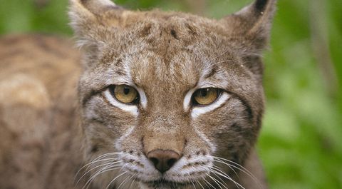 Der Luchs: Ein Steckbrief - BUND Naturschutz