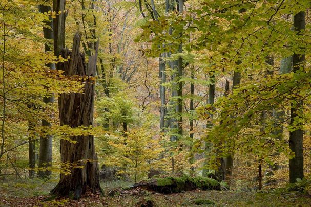 Ein Wald mit dicken alten Buchen (Foto: Thomas Stephan)