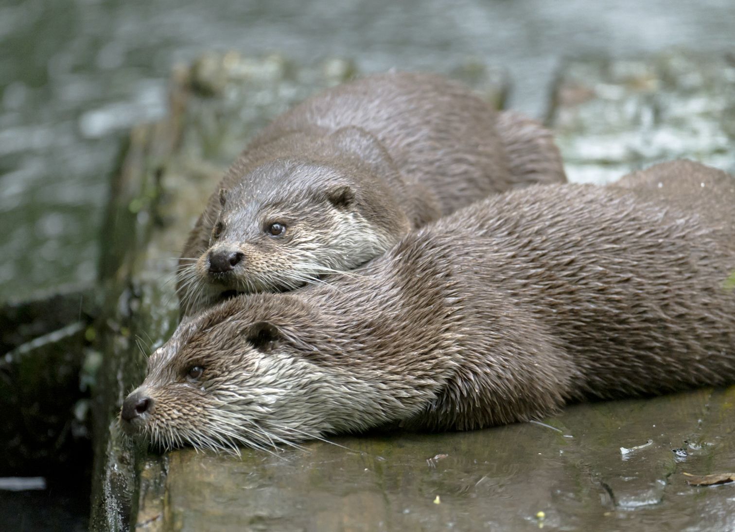 Fischotter (Foto: Ralph Frank) Zwei Fischotter liegen eng beieinander im flachen Wasser. Pflanzen und Tiere fühlen sich am Grünen Band wohl. (Foto: Ralph Frank)