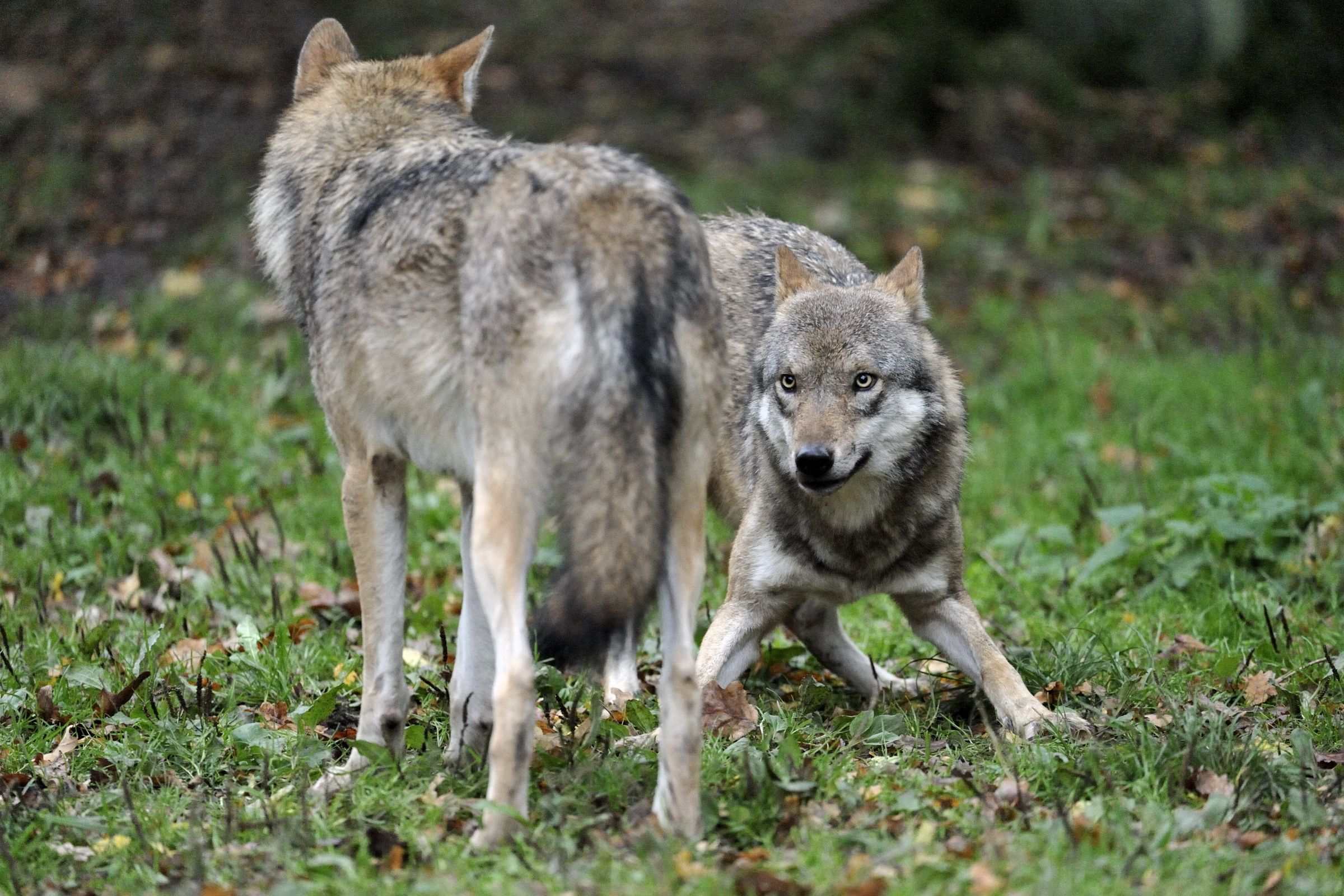 Foto: Ralph Frank Ein Wolf duckt sich vor einem zweiten. So fordert ein Wolf den anderen zum Spielen auf. (Foto: Ralph Frank)