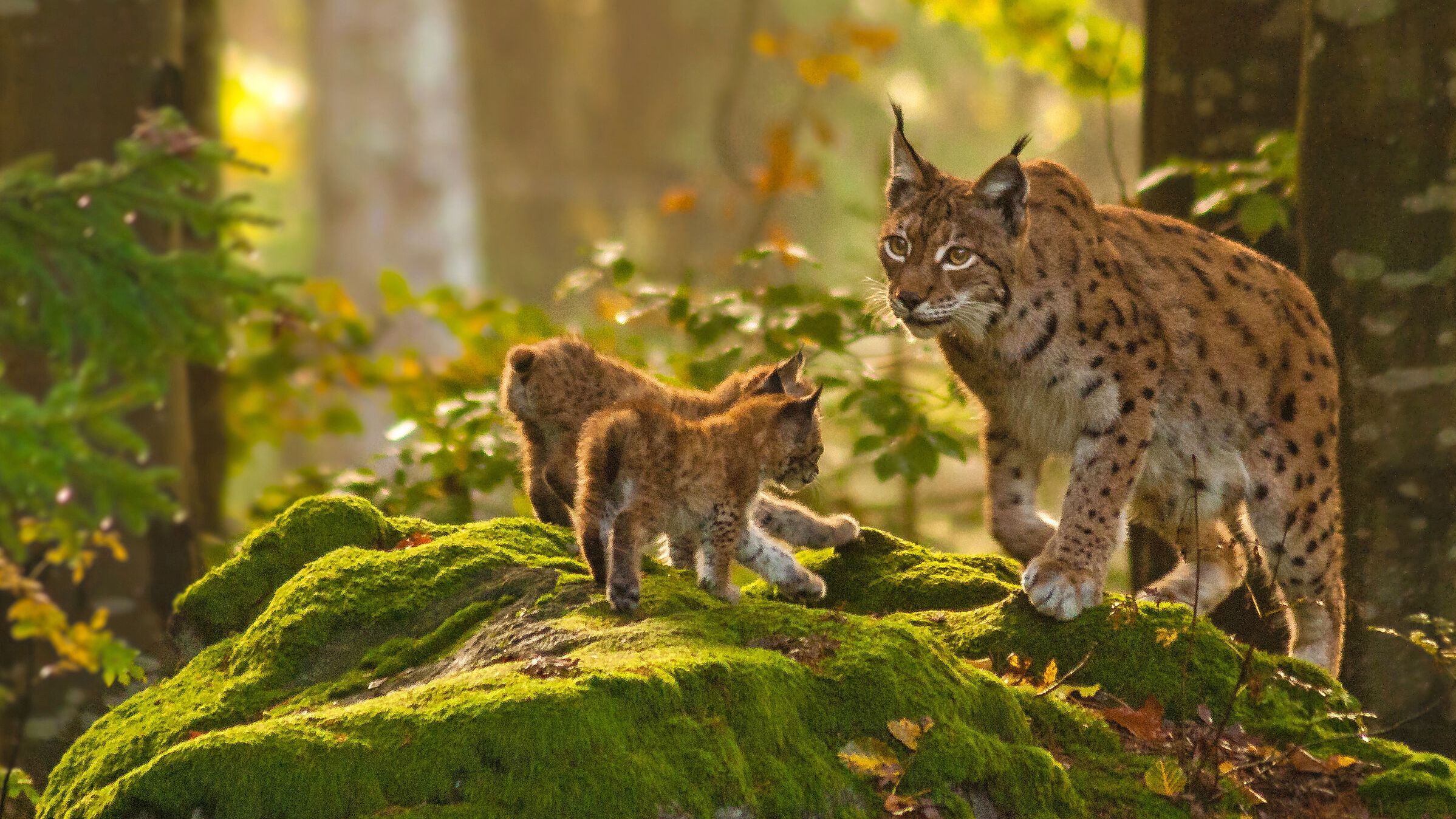 Der BUND Naturschutz hat den Luchs zurück nach Bayern geholt und beschützt ihn sowie seine Lebensräume bis heute (Foto: Hans/stock.adobe.com). Ein Luchs steht mit zwei Jungen auf einem Felsen im Wald, der in goldenes Sonnenlicht getaucht ist.