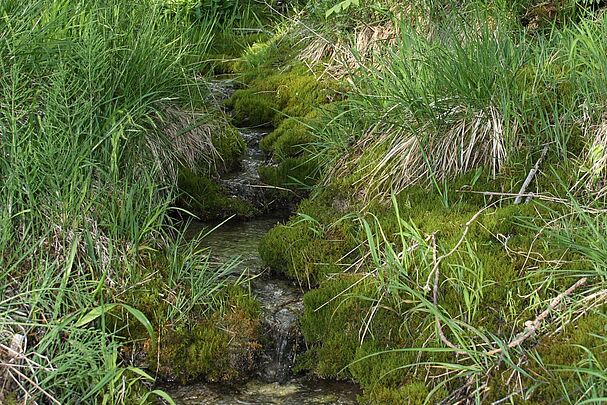 Quelle in Bayern (Foto: Peter Harsch) Ein Bächlein fließt durch Moospolster und Gräser - eine typische Quelle in Bayern (Foto: Peter Harsch)