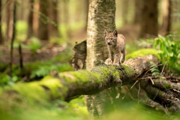 Small lynx cub standing on a mossy fallen tree trunk on the forest