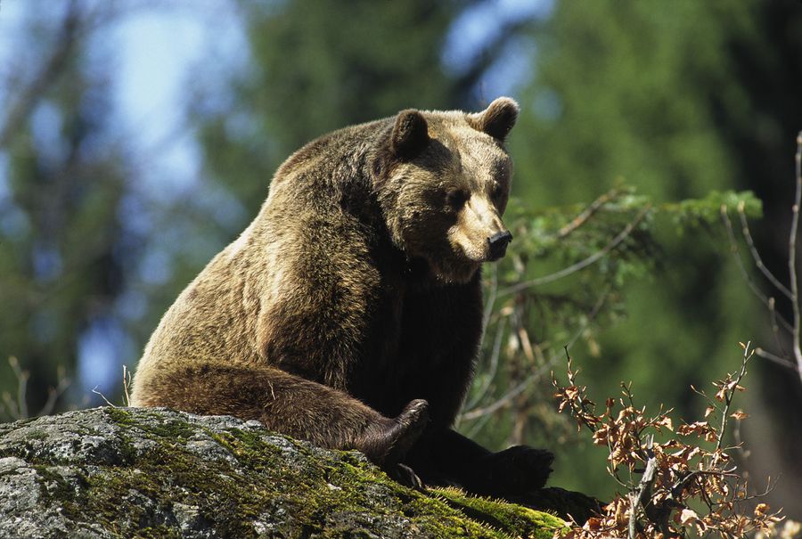 Wildtiermanagement In Bayern Bund Naturschutz