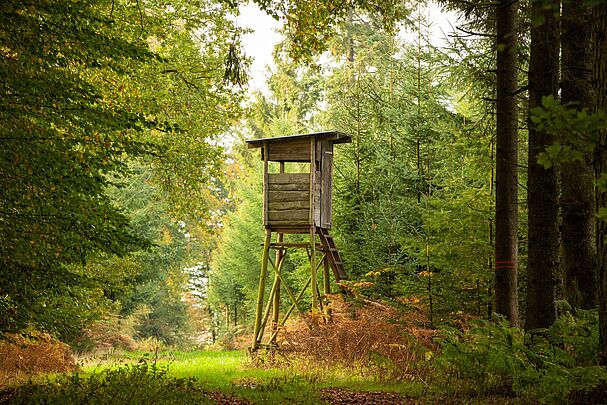 Herbstwald im Münsterland Ein Hochsitz im Wald (Foto: Winfried Rusch/stock.adobe.com)
