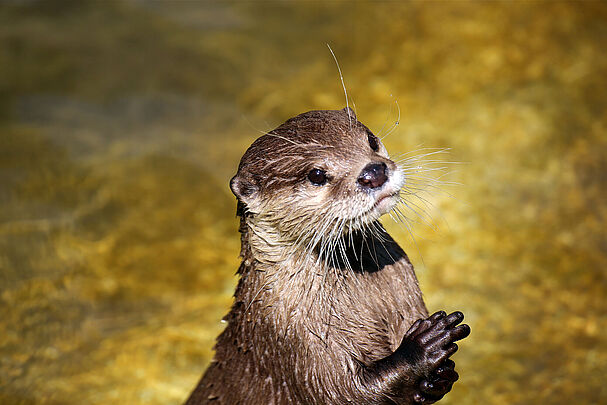 Foto: U_J_Alexander - stock.adobe.com