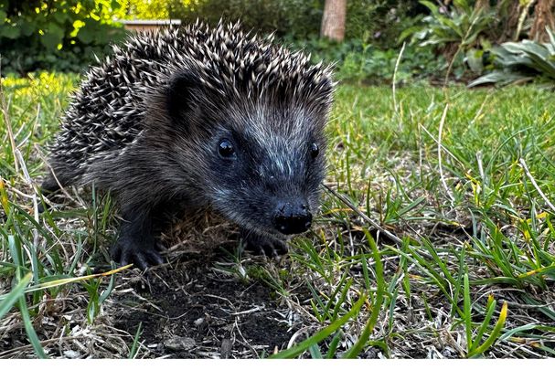 Foto: Martina Gehret