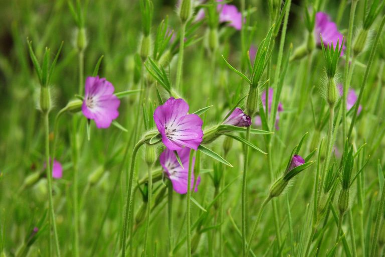 kornrade Eine Kornrade, die Blume ist kräftig pink und in der Mitte weiß. Ackerwildkräuter wie die Kornrade findet man immer seltener auf unserern Feldern. (Foto: Florian Rink/stock.adobe.de)