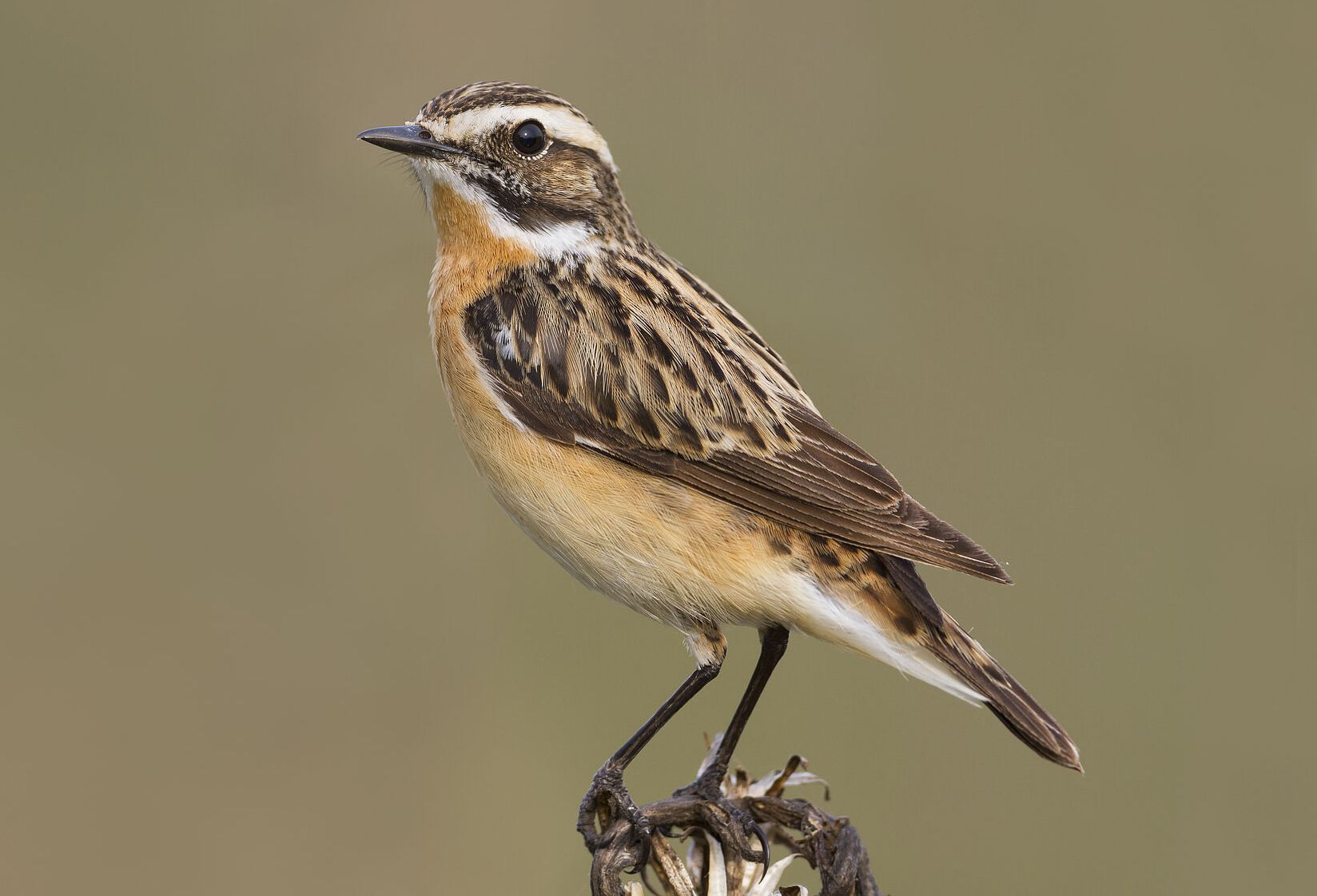 Braunkehlchen (Foto: AGAMI/stock.adobe.com) Ein braun-weiß-gefärbter Vogel sitzt auf einem trockenen Pflanzenstiel. Tiere wie dieses Braunkehlchen und Pflanzen fühlen sich am Grünen Band wohl. (Foto: AGAMI/stock.adobe.com)