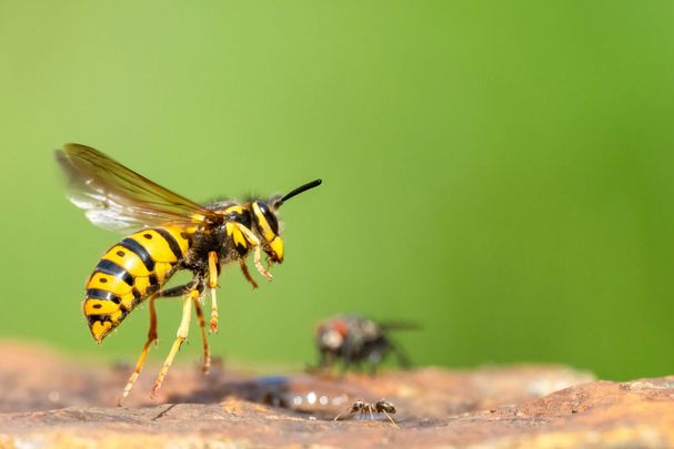Wespe jagt Fliege (Foto: Lothar Lenz/stock.adobe.com)