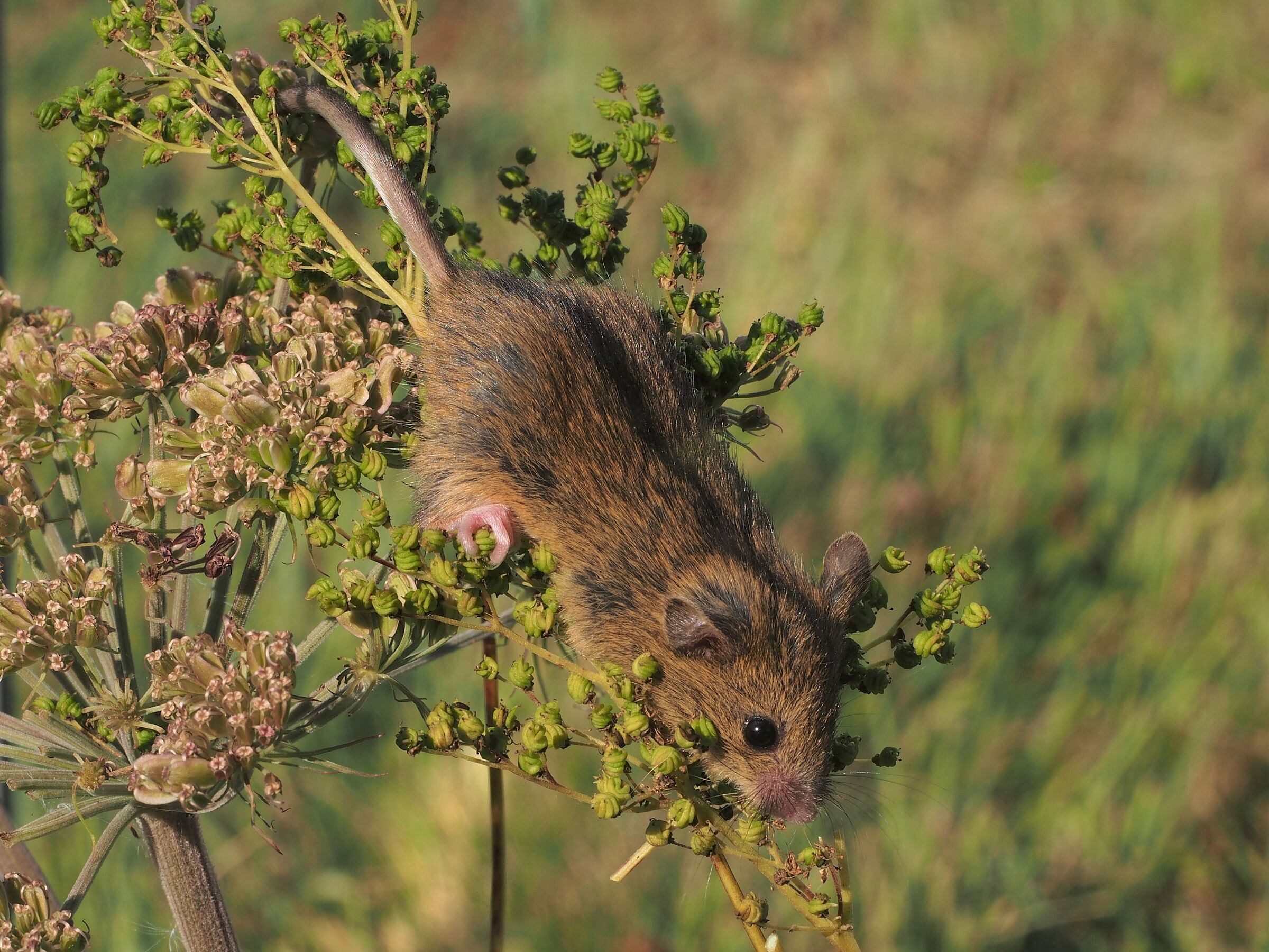 Waldbirkenmäuse sind geschickte Kletterer. (Foto: Richard Kraft) Eine Waldbirkenmaus klettert auf einer Pflanze