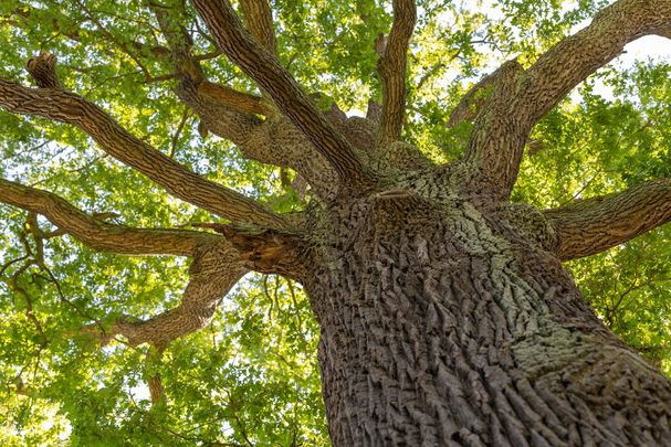 Alte Eiche (Foto: Mario Hoesel/stock.adobe.com)