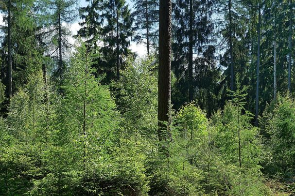 Ein Nadelwald mit jungen Laubbäumen darunter (Foto: Wolfgang Schödel)