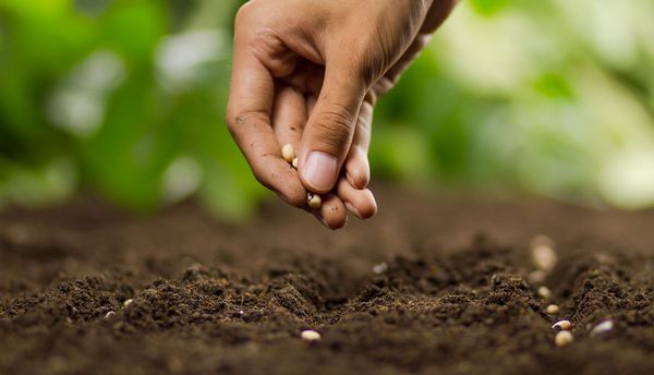 Wählen Sie Anbieter von Bio-Saatgut! (Foto: piyaset/stock.adobe.com) Eine Hand setzt Pflanzensamen in die Erde.