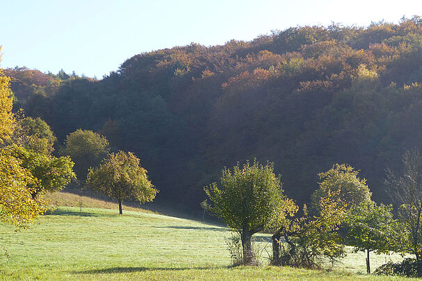 Eine gemähte Wiese mit Einzelbäumen und Sträuchern grenzt an dichten Wald. (Foto: Dr. Ruth Radl)