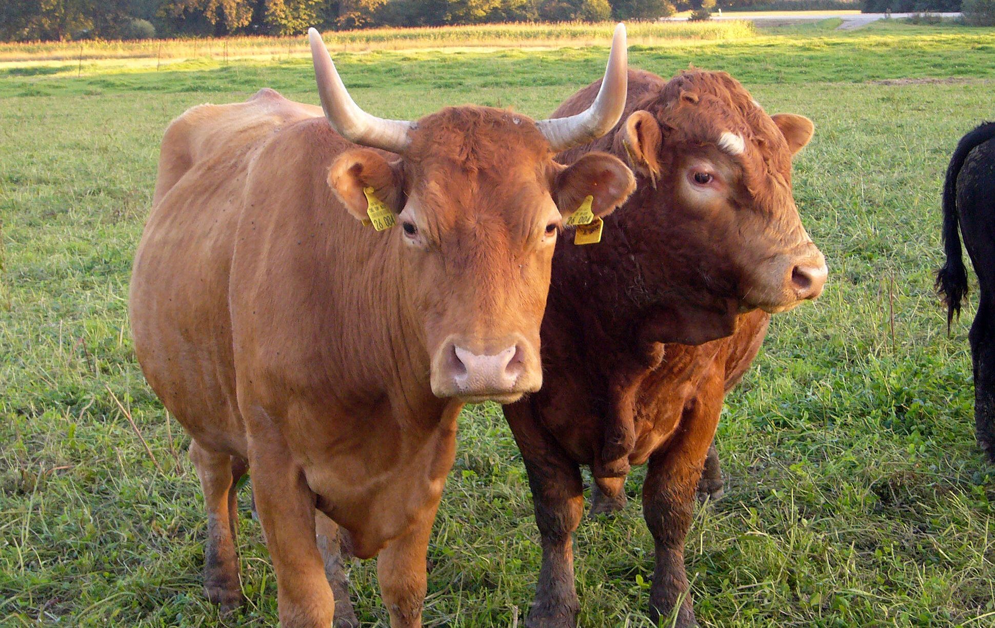 Foto: Marion Ruppaner Ökologische Landwirtschaft: Mutterkuh mit Hörnern und Kalb auf der Weide
