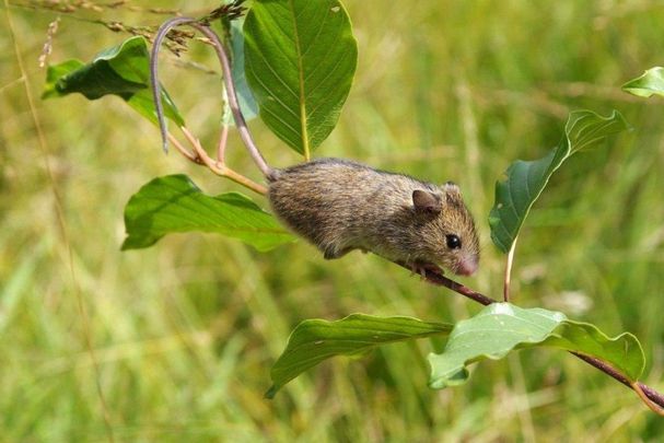 Waldbirkenmaus (Foto: Richard Kraft)
