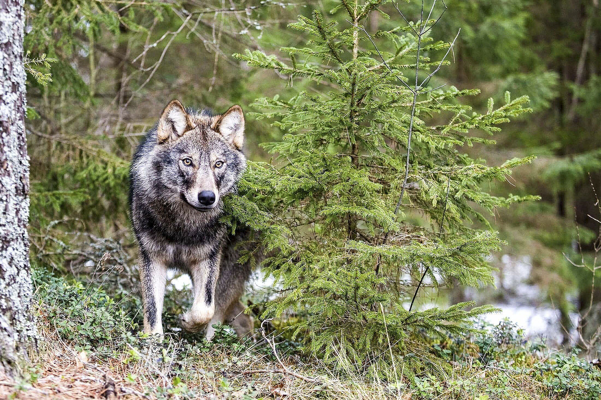 Erfolg F R Bn Klage Wolf In Der Region Traunstein Darf Nicht