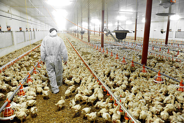 Foto: roibu/stock.adobe.com Mensch kontrolliert Tausende Küken in einer Geflügelfarm. Massentierhaltung ist nicht nur ein ethisches Problem (Foto: roibu - stock.adobe.com)