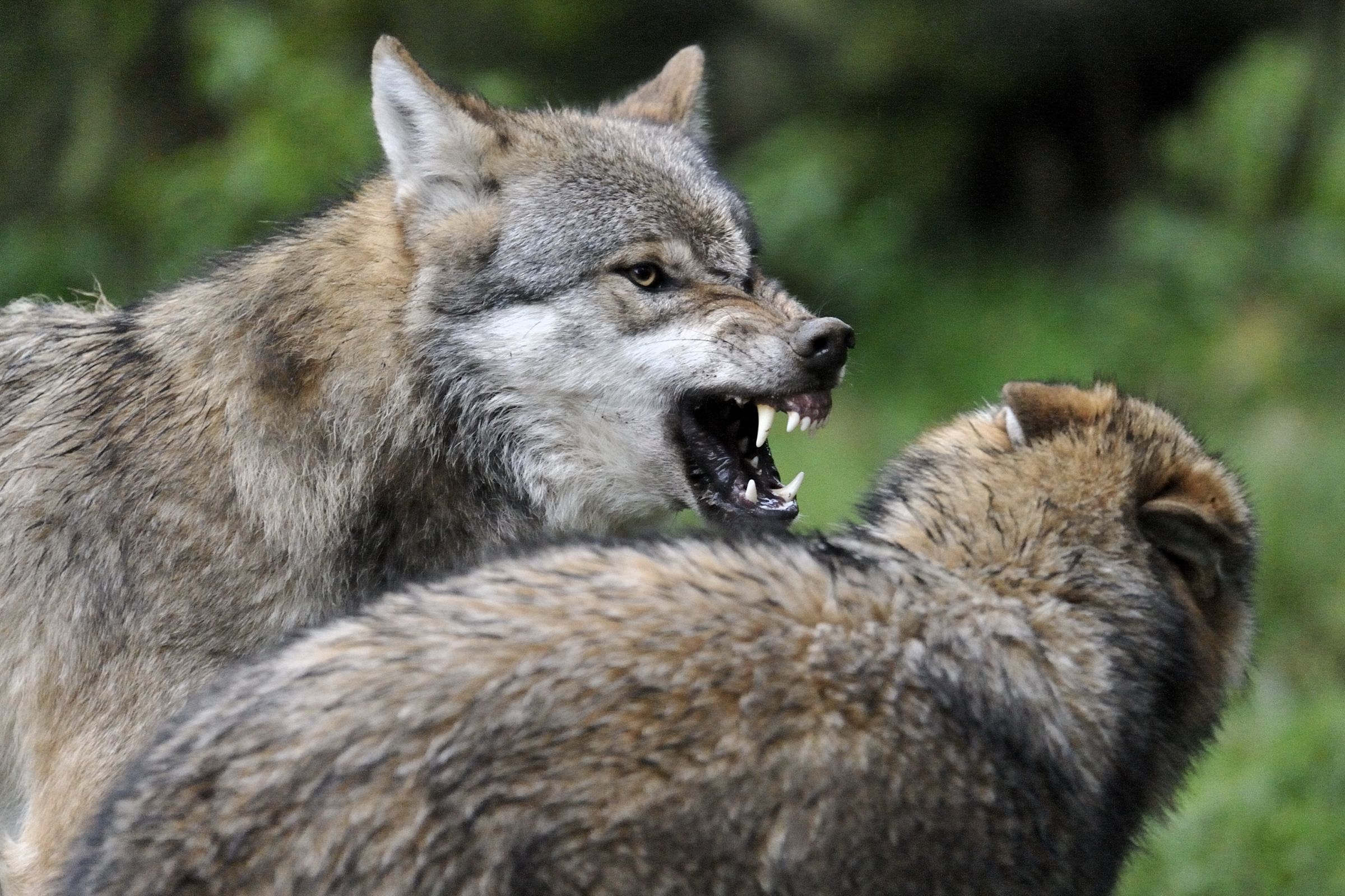Foto: Ralph Frank Ein Wolf mit geöffnetem Maul zieht die Lefzen hoch, ein zweiter Wolf duckt sich weg. Der hochgezogene Nasenrücken und die aufgestellten Ohren signalisieren Angriff. (Foto: Ralph Frank)