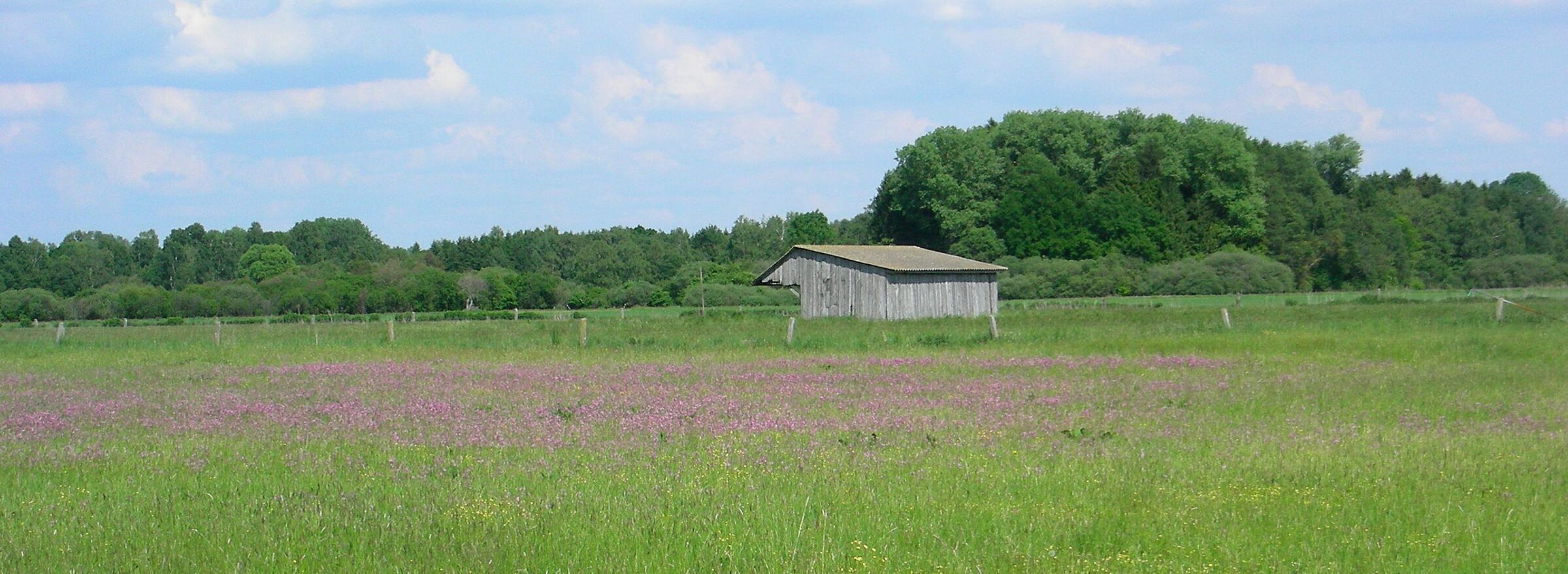 Grünland eines Niedermoors im Freisinger Moos: Moorböden und Böden unter langjährig genutzten Wiesen und Weiden sind wichtige Kohlenstoffspeicher und echte Klimaschützer. (Foto: Inge Steidl) Grünland eines Niedermoors im Freisinger Moos