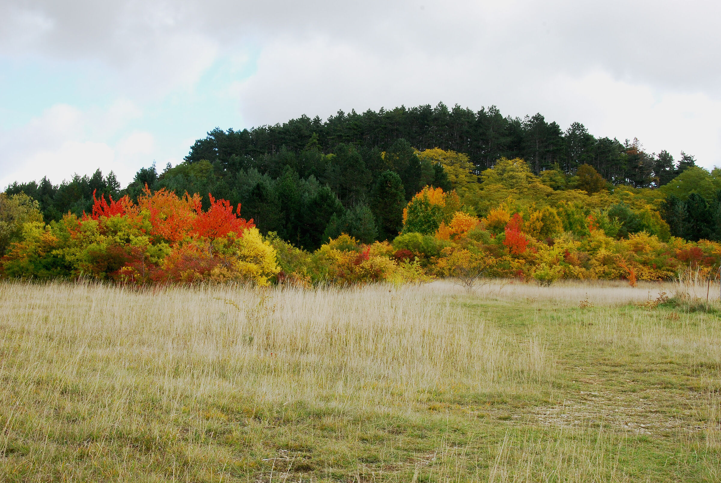 Herbstliche trockene Wiese mit farbenprächtigen herbstlichen Büschen und einem Wäldchen im Hintergrund