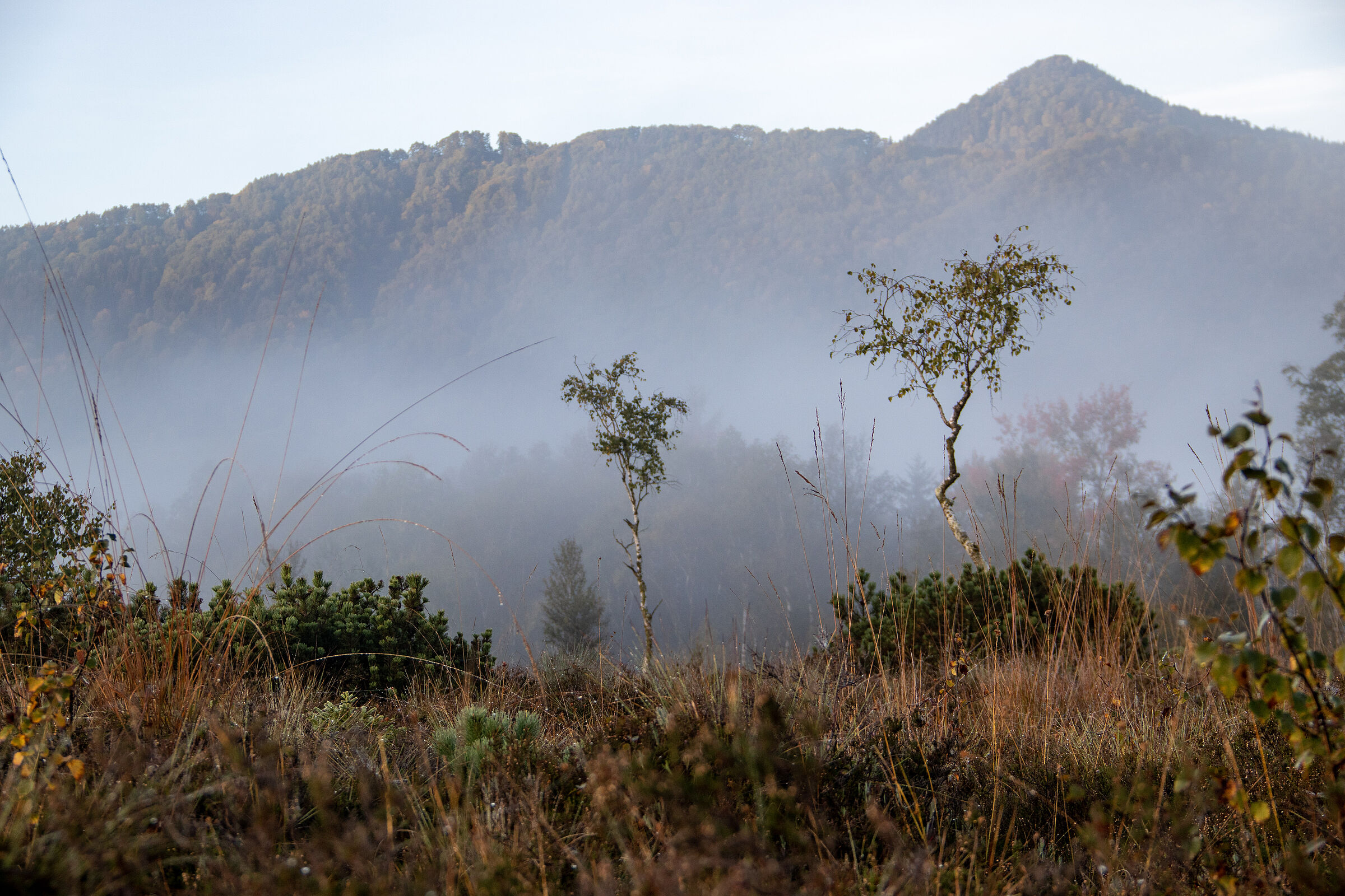 Blick auf die von leichtem Nebel verhangenen Berge, im Vordergrund die Kendlmühlfilze und ihre Vegetation.