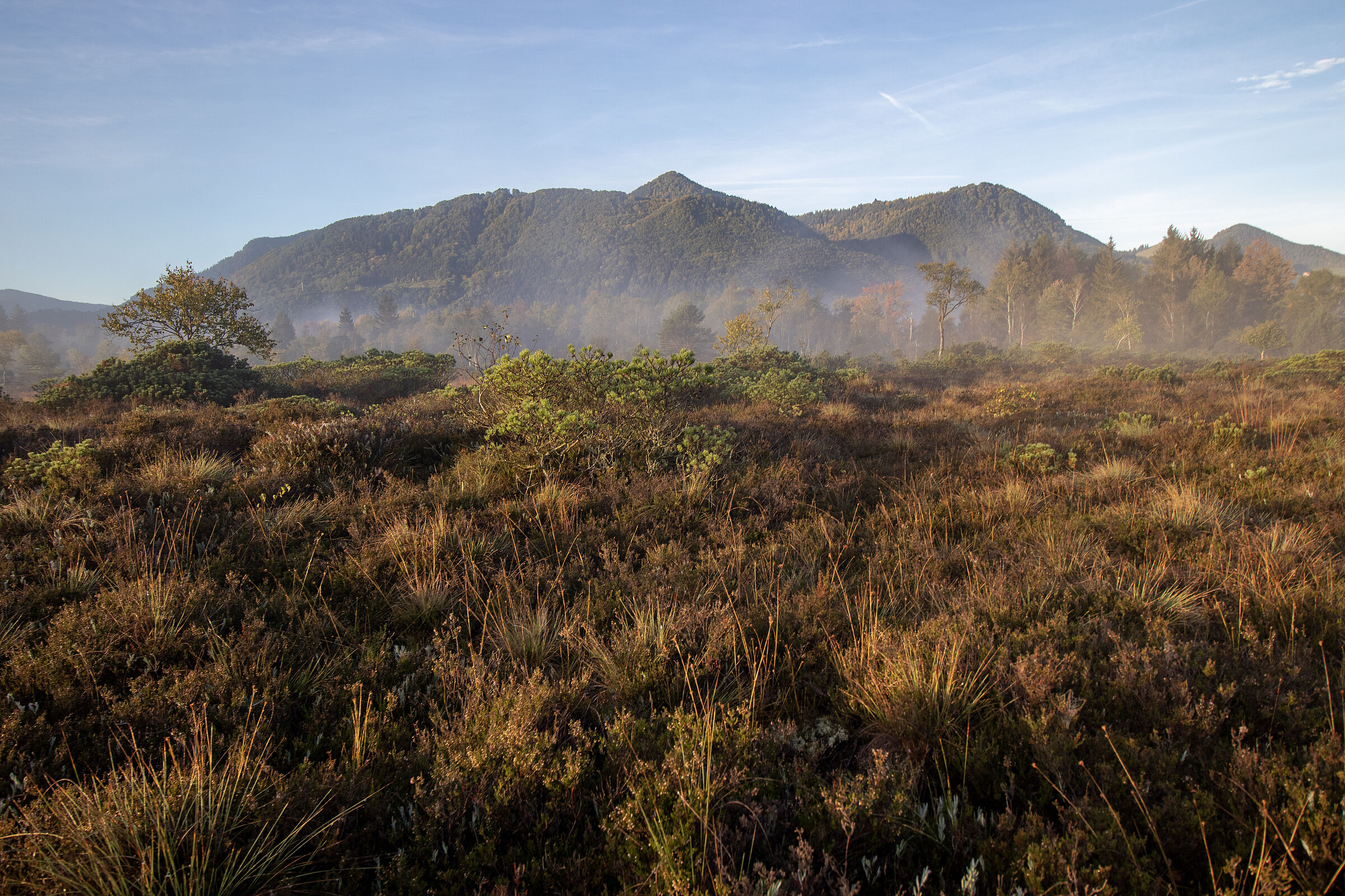 Bewaldete Berge im Hintergrund, im Vordergrund eine Landschaft im Nebel, der manchmal von Bäumen und Büschen durchbrochen wird. 