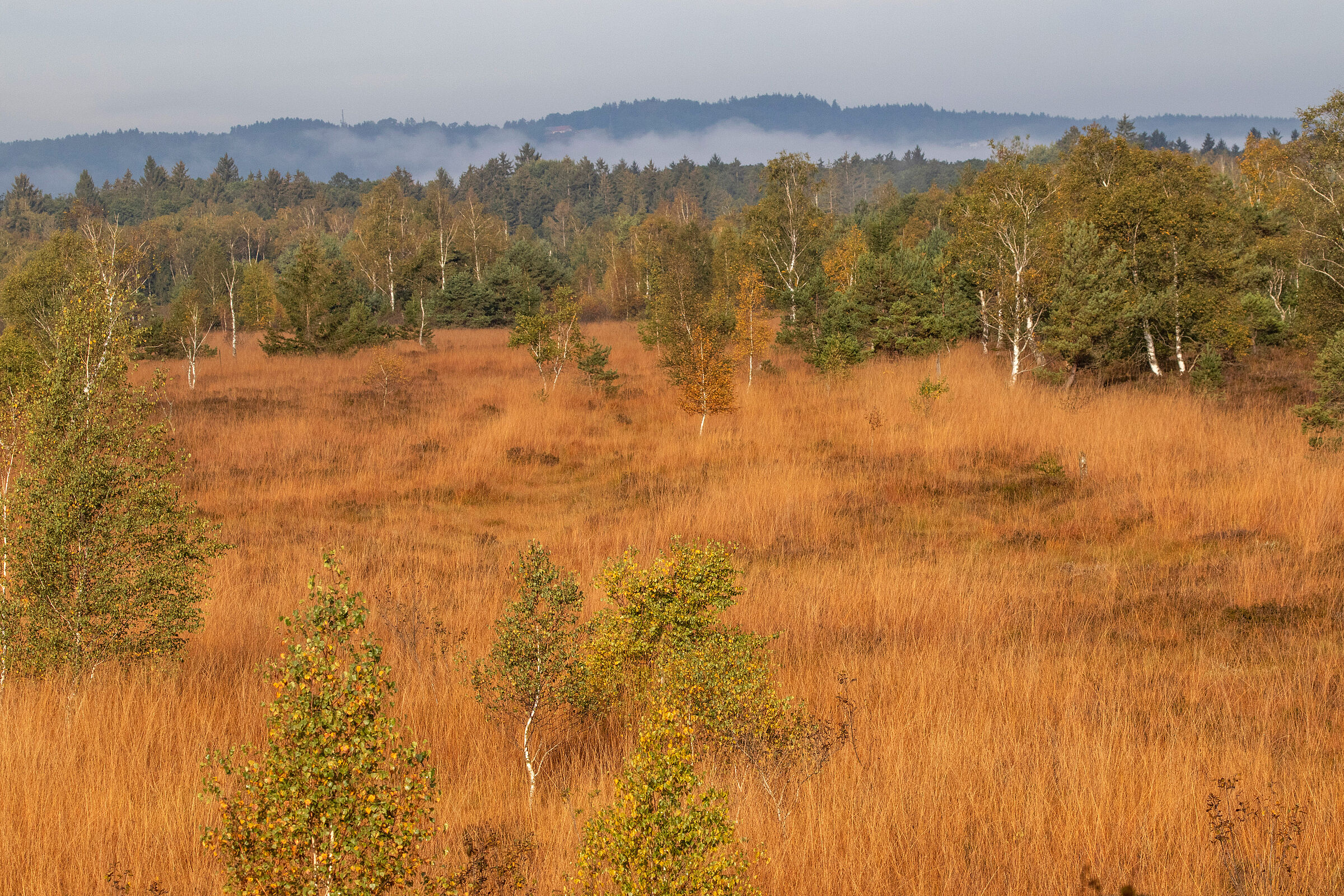 Lichter Baumbewuchs, zwischen dem sich eine braune Steppe ausbreitet.