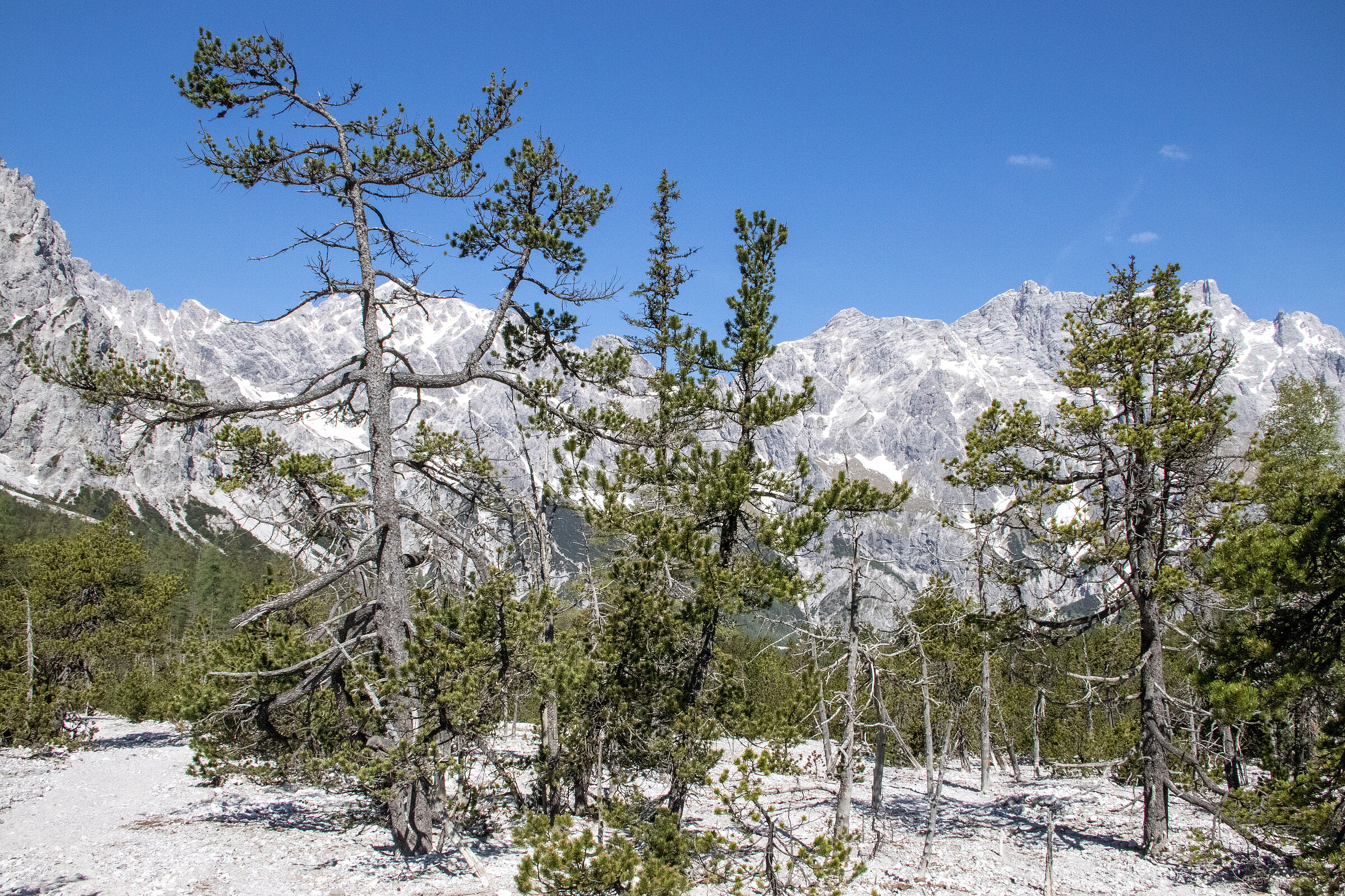 Bergkiefern im Wimbachgries (Foto: Sonja Kreil)