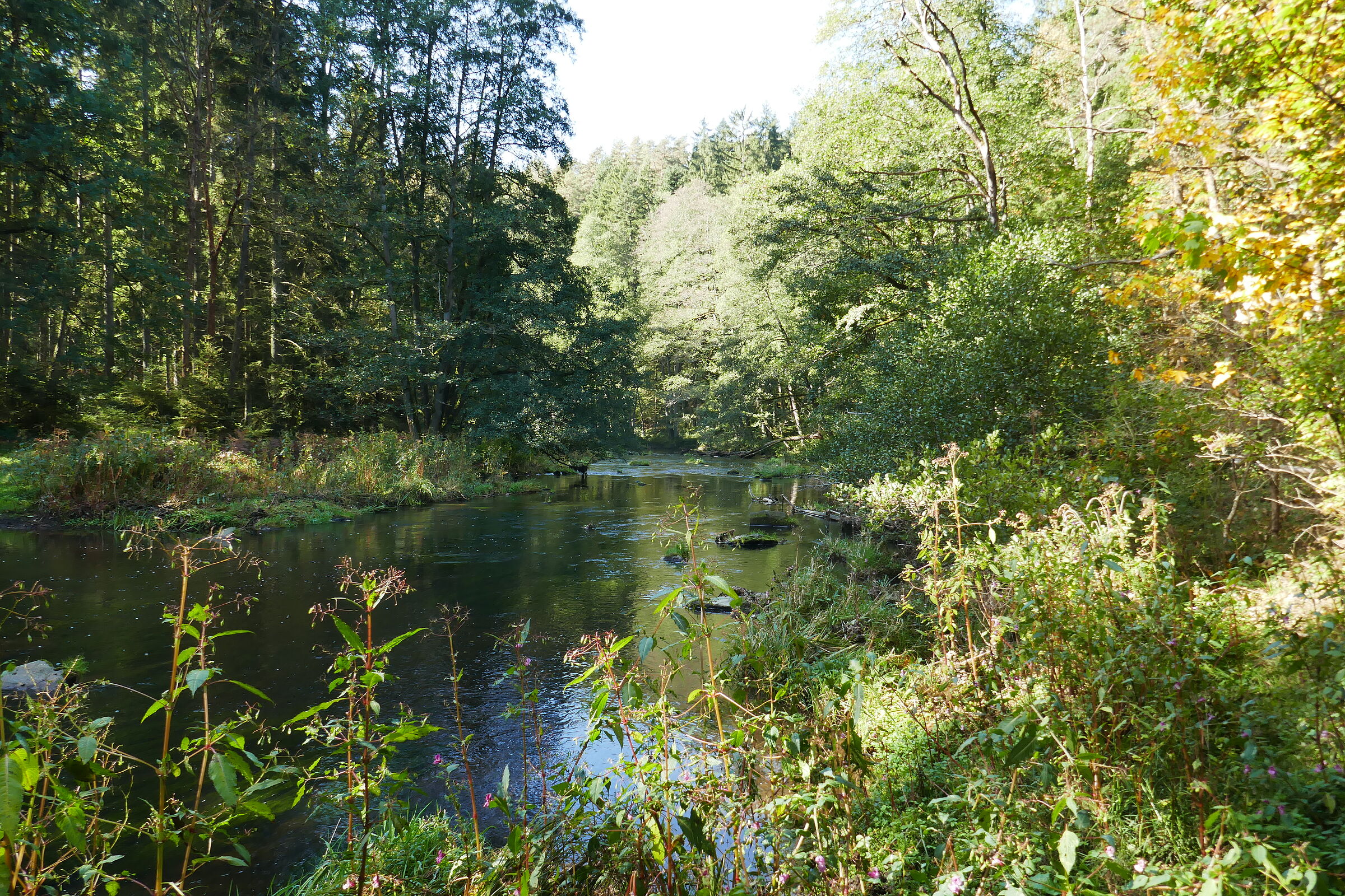 Blick auf den Fluss im Pfreimdtal, umgeben von belaubten Bäumen