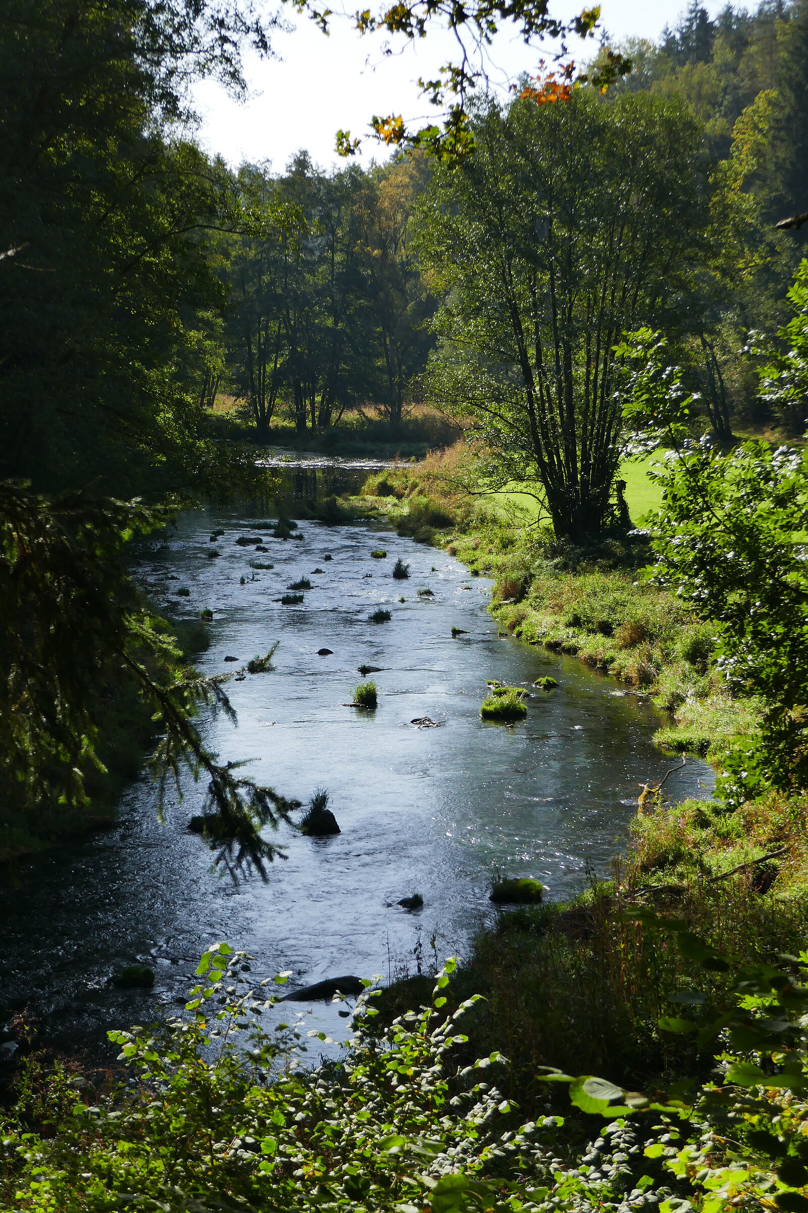 Blick auf ein fließendes Gewässer im Pfreimdtal. Um das Wasser wachsen Bäume und Büsche.