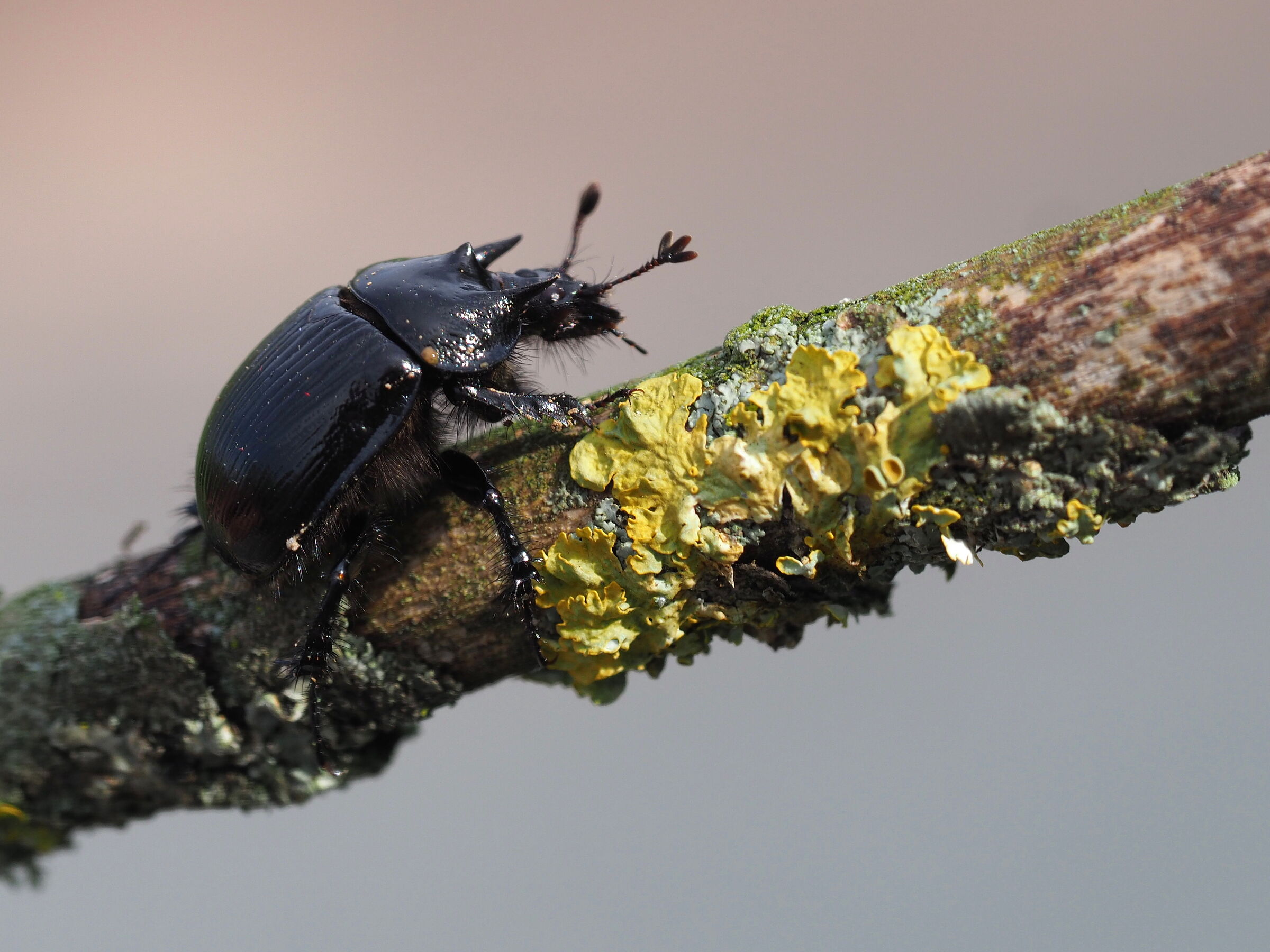 Ein schwarz glänzender Käfer mit hornartig geformten Spitzen am Rücken sitzt auf einem flechtenbewachsenen Ast. (Foto: Jademacro/adobe.stock.com)