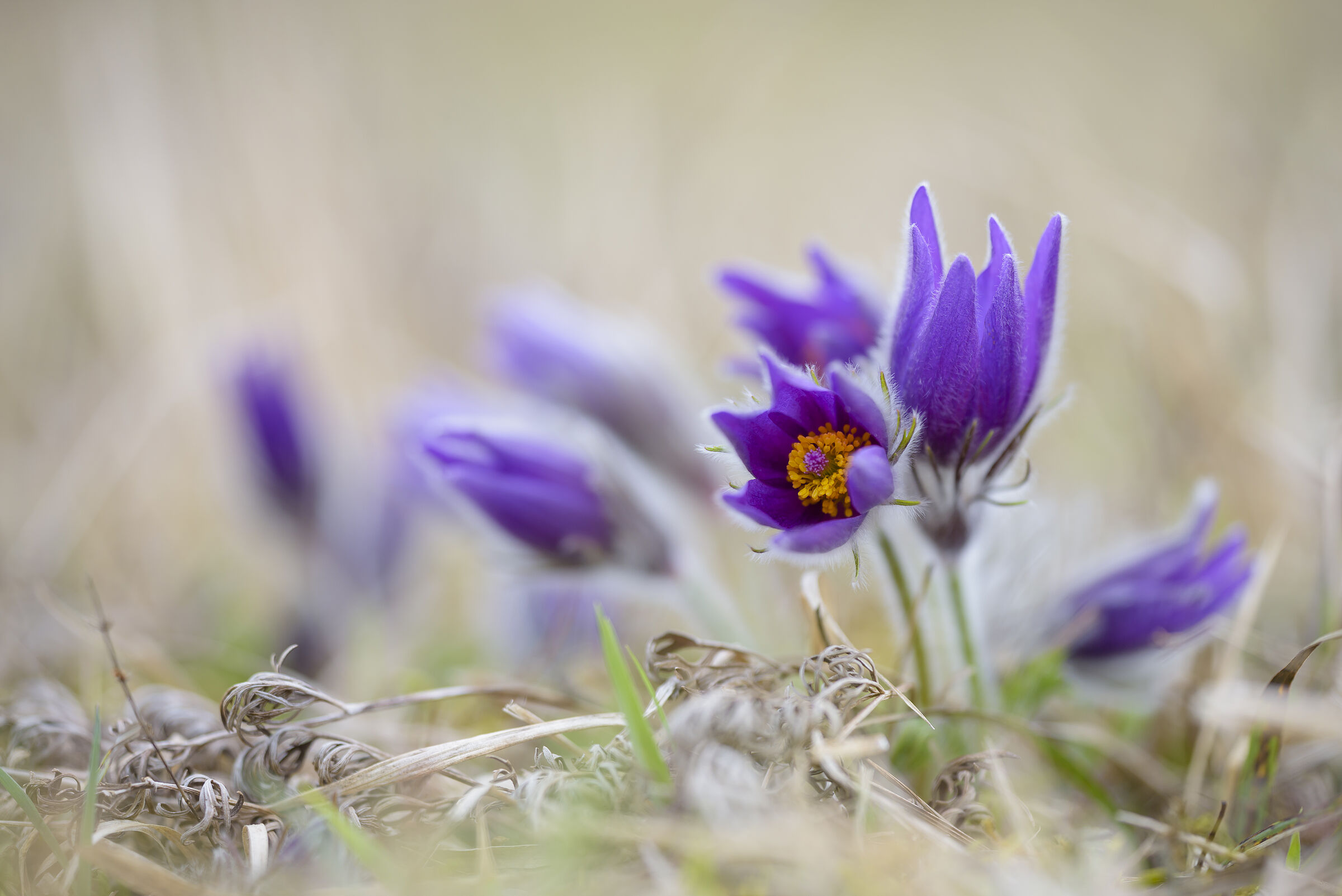 Zarte Schönheit auf den Sulzheimer Gipshügeln: die Küchenschelle (Foto: Christoph Bosch).