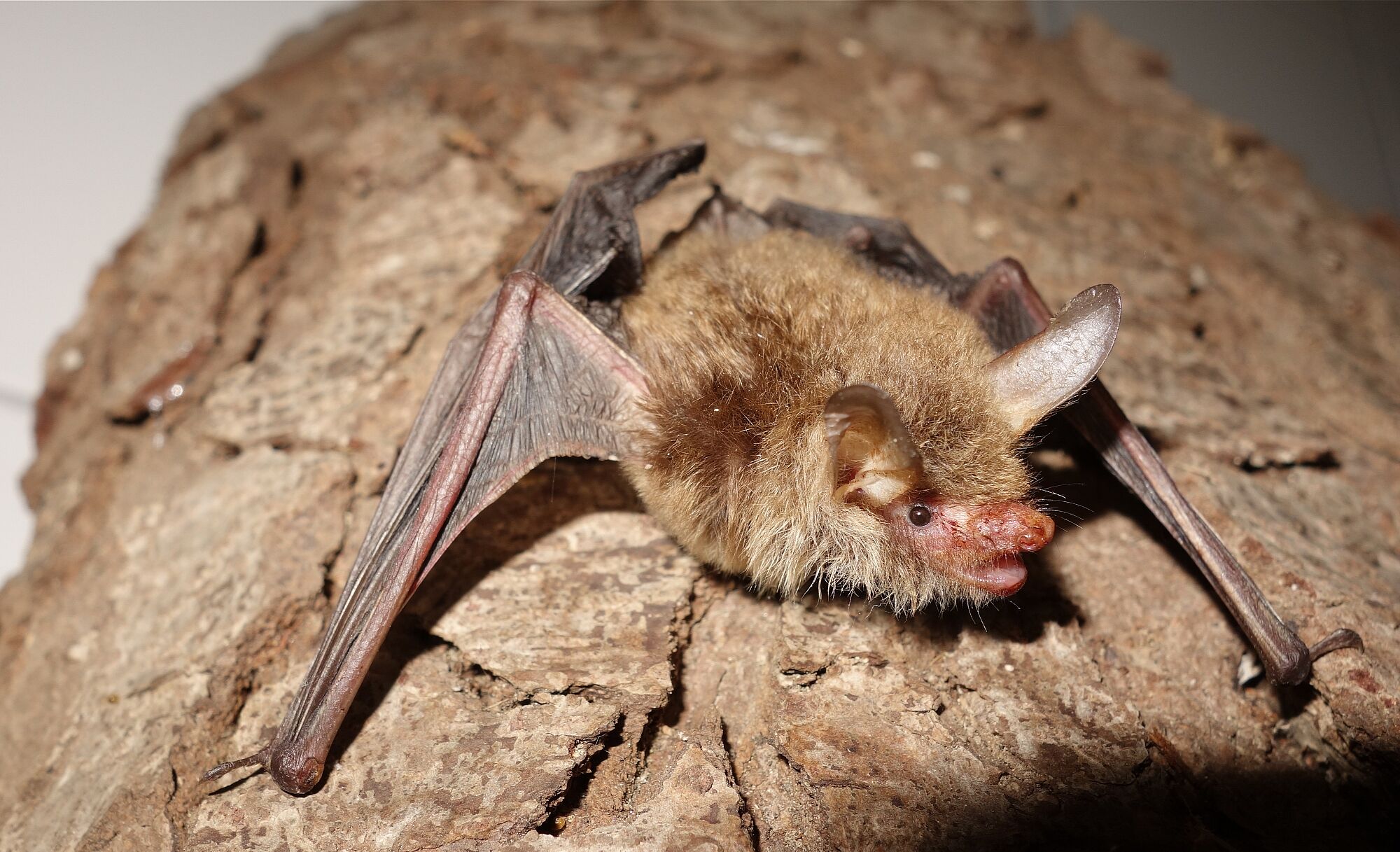 Eine Fransenfledermaus sitzt an einem Baumstamm