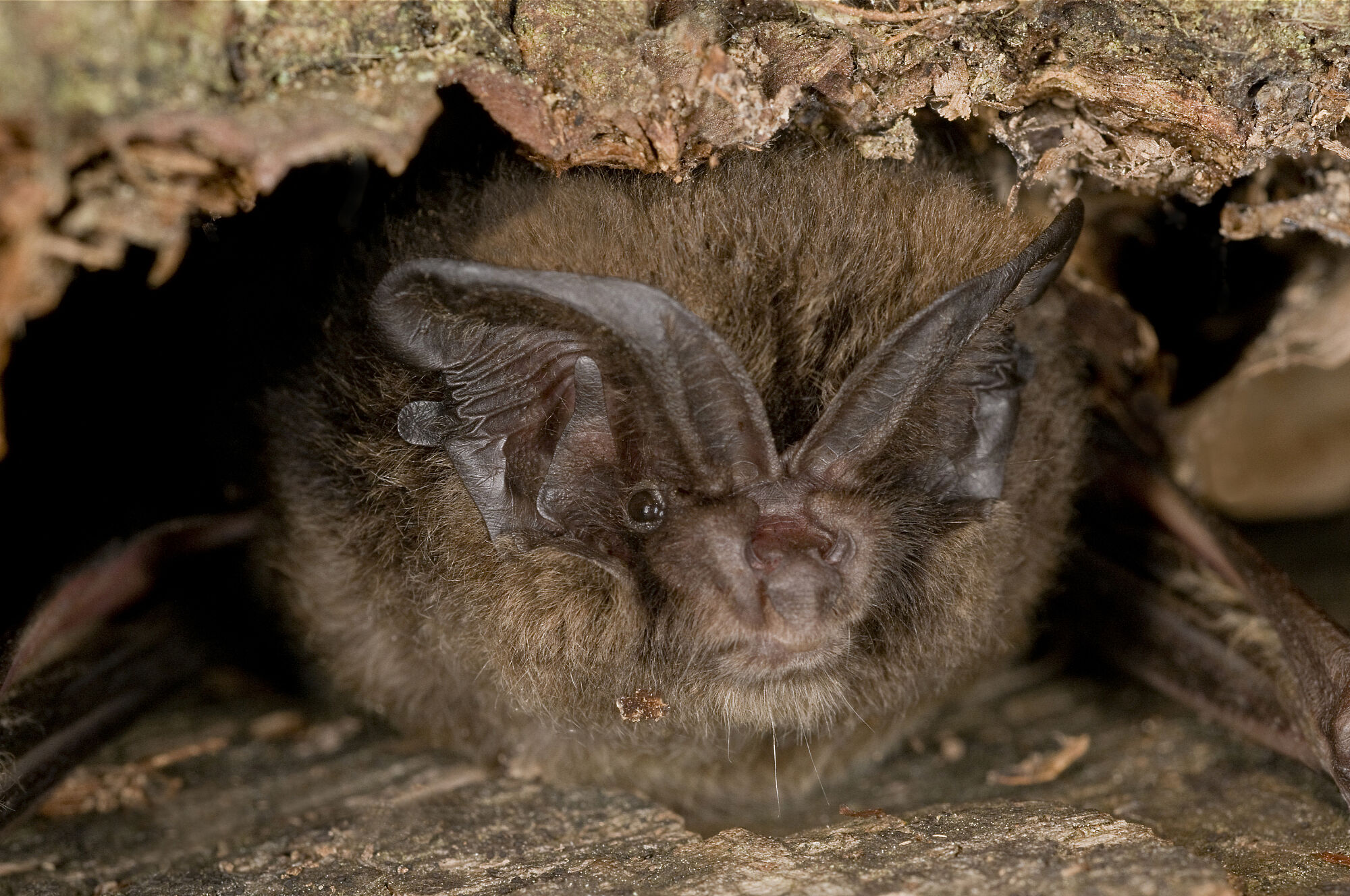 Eine Mopsfledermaus schaut aus einer Höhle unter der Rinde eines Baumes